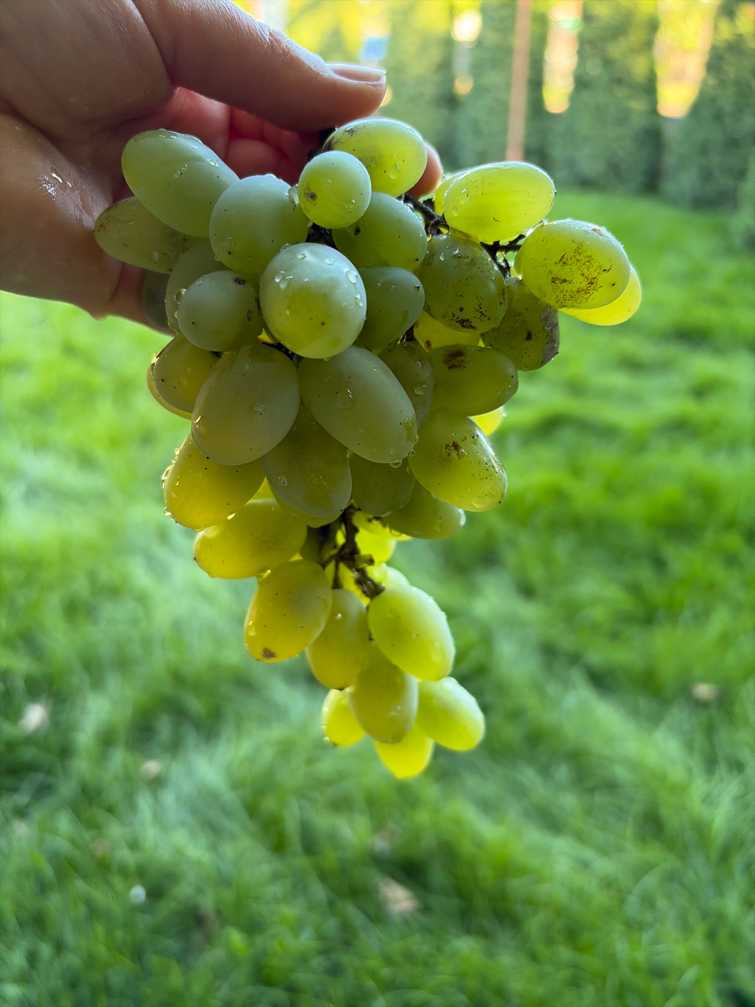 A person's hand is holding a cluster of green grapes against a blurred background of green grass and trees. The grapes are plump and some have water droplets on them, suggesting they may have been recently washed or are dewy. The hand is positioned in the upper left quadrant of the image, with its thumb and index finger gently cupping the stem of the grape cluster. The lighting is soft and natural, with the sunlight filtering through the trees in the background, creating a bokeh effect. The image captures a close-up view of the grapes and the hand, emphasizing their freshness and natural beauty. There is no indication of a specific location in Oxentea, Moldova.