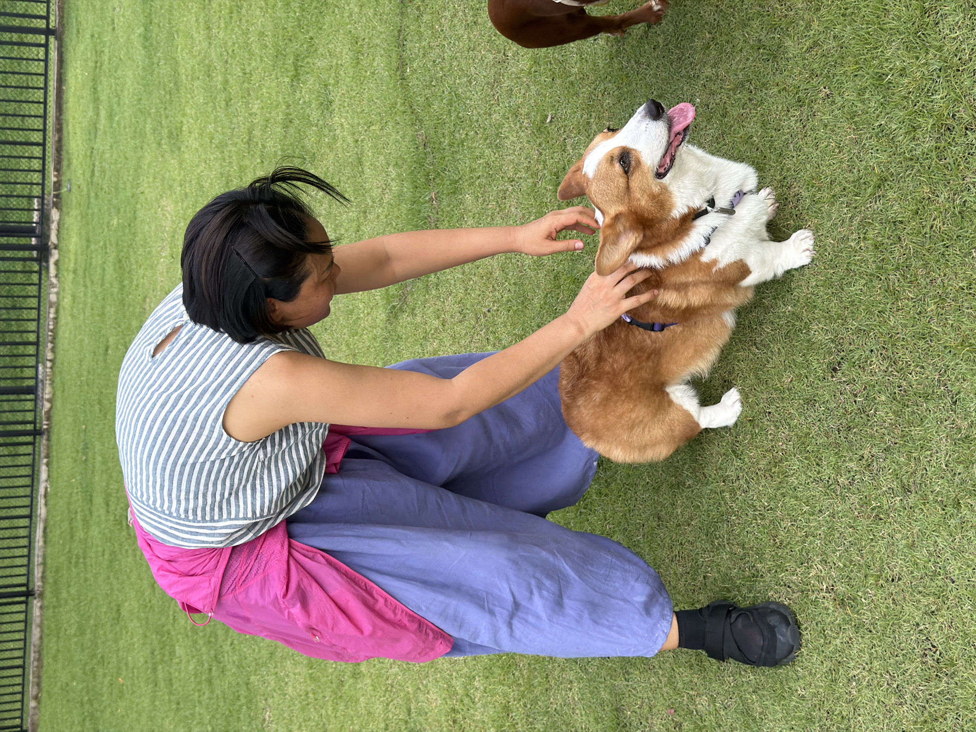 A person wearing a striped shirt and loose purple pants with a pink garment draped over their shoulders is bending down to pet a corgi on a grassy lawn. The corgi is light brown and white with its tongue out. Another dog, mostly brown, is visible in the background to the right. A black metal fence is in the background. The scene is likely outdoors in an urban setting, possibly a park, in Tha Sala, Thailand.
