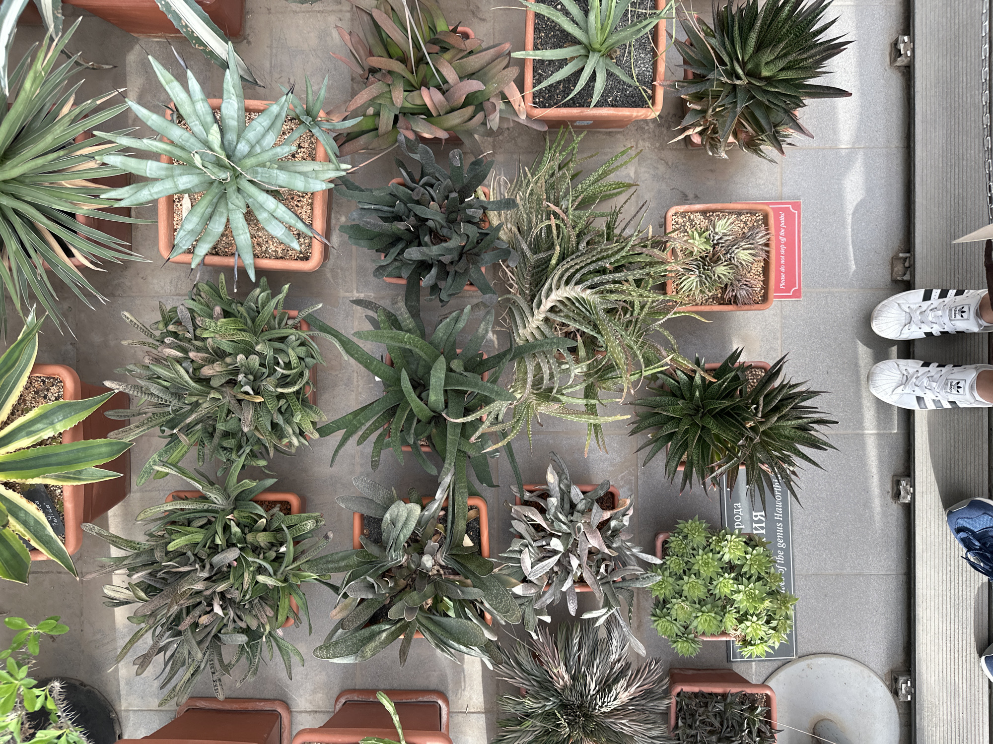This media file shows an overhead view of a collection of succulents in pots, arranged on a tiled floor. There are at least ten distinct plants, varying in size, shape, and color, from spiky, pale green varieties to darker, more compact specimens. The setting appears to be an indoor botanical garden or greenhouse, suggested by the controlled arrangement of plants and the presence of smooth, grey tiled flooring.
In the lower right portion of the image, parts of two people's feet are visible, clad in white Adidas sneakers and blue sneakers respectively. They are standing near a wooden structure, possibly a walkway or display. A small, red sign with white text is placed next to one of the potted plants, reading "Please do not step off the paths!" In Russian, the sign also includes text that translates to "genus Haworthi". The lighting suggests it is daytime, with some shadows indicating the presence of natural light. The overall atmosphere is calm and observational, focusing on the diverse plant life.