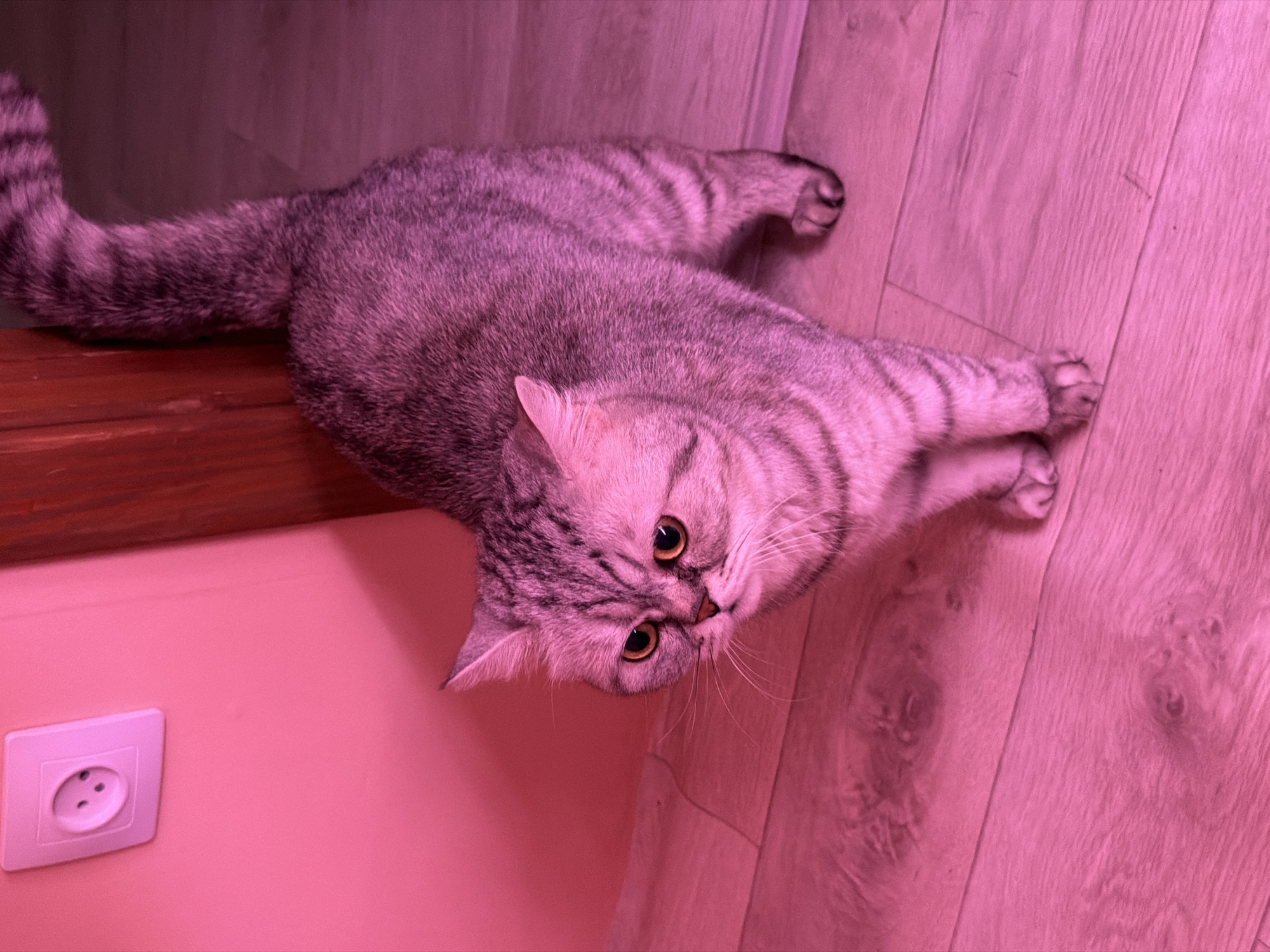 An indoor, high-angle photograph shows a grey tabby cat lying on a wooden floor, strongly illuminated by pinkish-purple artificial light. The cat, appearing to be a short-haired breed, is stretched out on its side with its head tilted upwards, gazing towards the viewer with striking amber-yellow eyes. Its body displays a classic tabby pattern with darker stripes, which are cast in magenta tones due to the colored lighting. The cat's ringed tail is visible to the left, resting on a dark brown wooden ledge or furniture piece. The wooden floor planks run diagonally, showing visible grain. In the lower-left corner, a white Schuko-type electrical outlet is mounted on a solid wall that also appears pink from the pervasive lighting. The scene suggests a home interior with a distinct lighting setup. No text is visible.