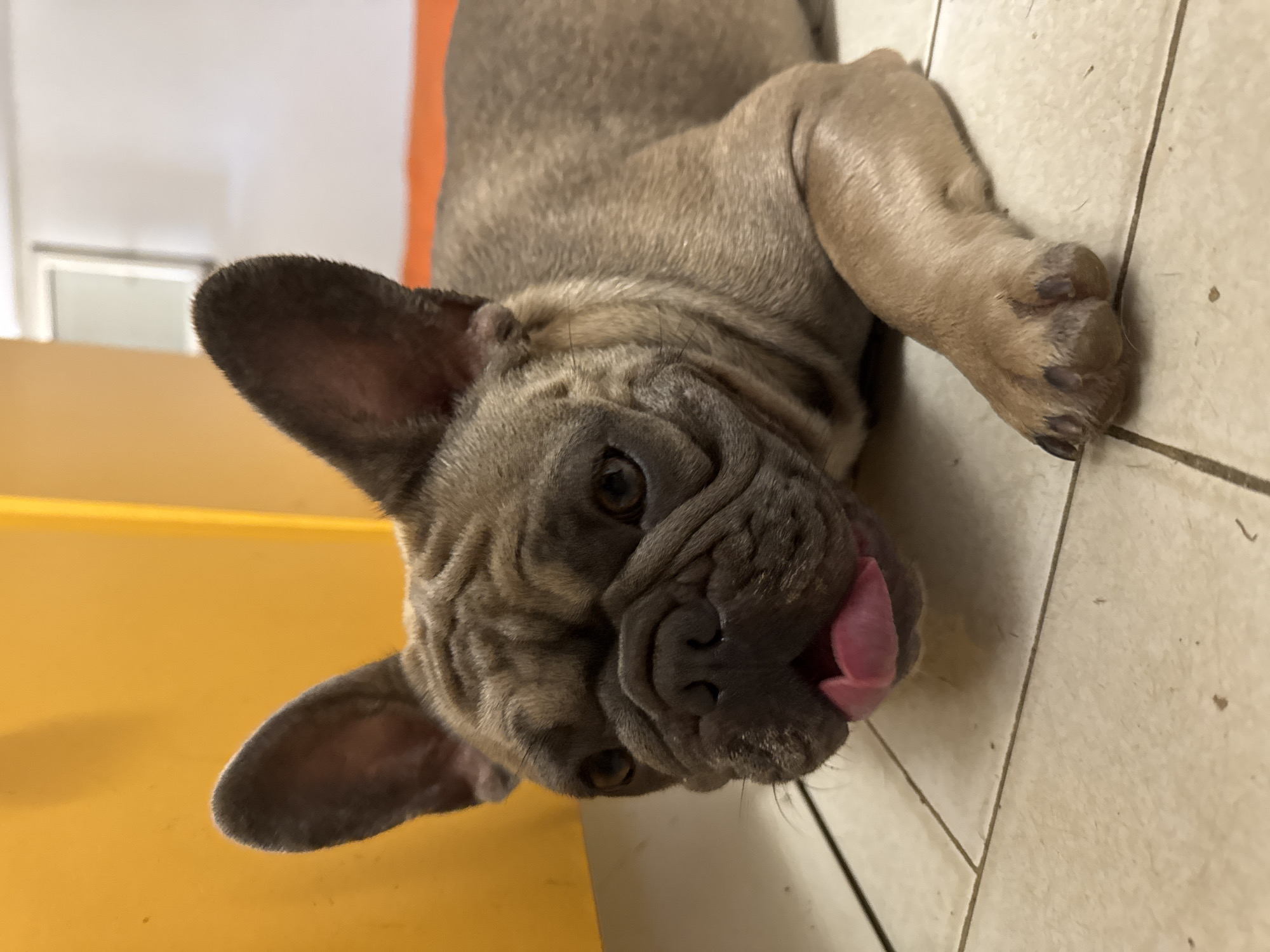 A fawn-colored French Bulldog is lying down on a tiled floor, with its tongue partially out. The dog is positioned in the foreground, facing the camera with a slightly tilted head. Behind the dog, a bright yellow surface is visible on the left, and a white wall with an orange strip along the bottom is on the right. The scene appears to be indoors, possibly in a building located in San Benedetto del Tronto, Italy, though no specific landmarks confirm this location. The lighting is consistent with indoor conditions.