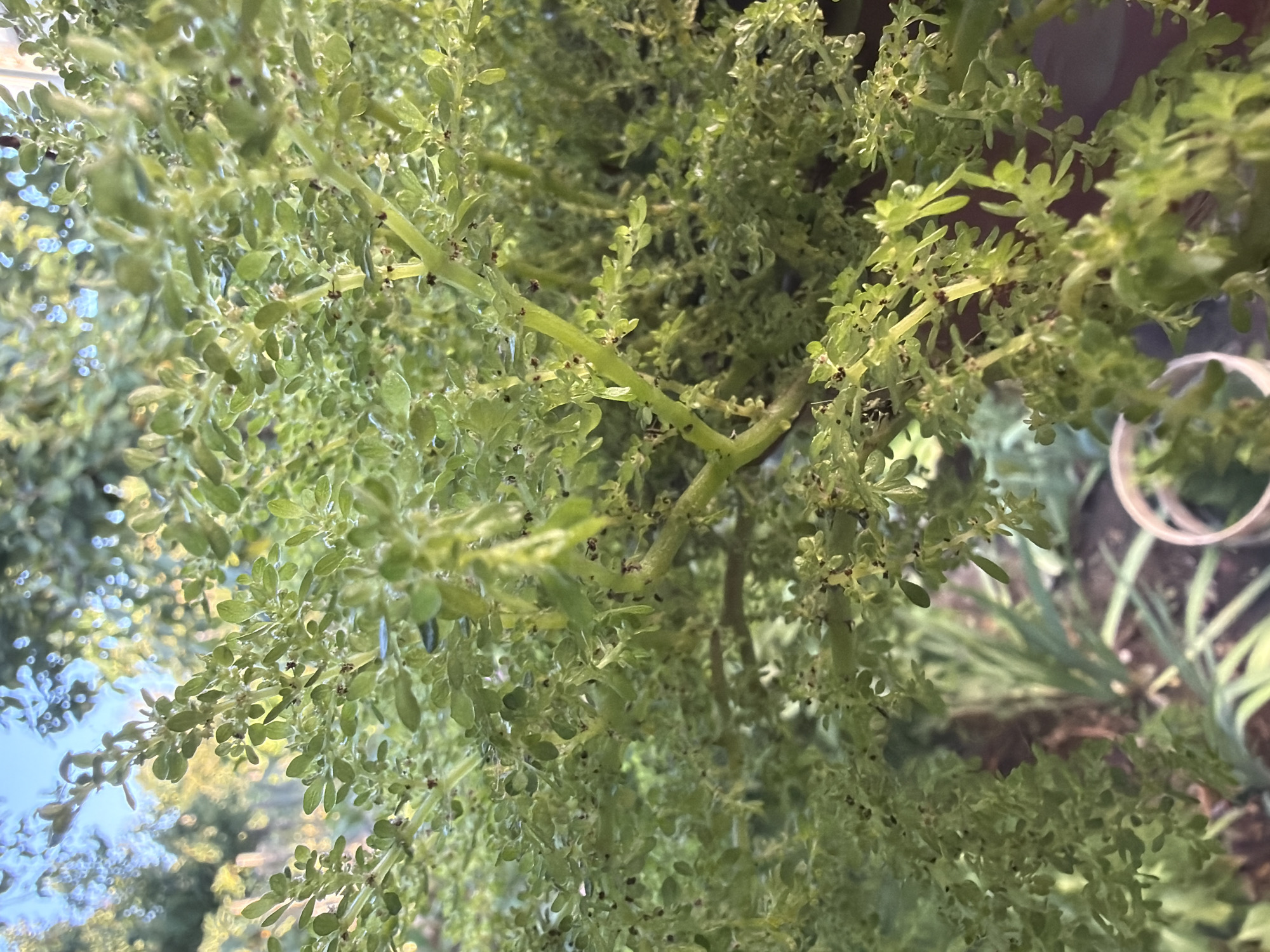 A close-up, outdoor, eye-level shot showcases a dense cluster of small, green leaves and stems of a plant. The plant appears to be growing in a pot, with parts of another plant and what looks like a white rim of a pot visible in the lower right corner. The background is blurred, featuring hints of trees, foliage, and a bright sky, suggesting an outdoor environment. The lighting is natural, with the sun illuminating the plant from above and to the left, creating highlights and shadows. The image is taken in an urban setting, possibly in the city of Почтовское сельское поселение, Ukraine.