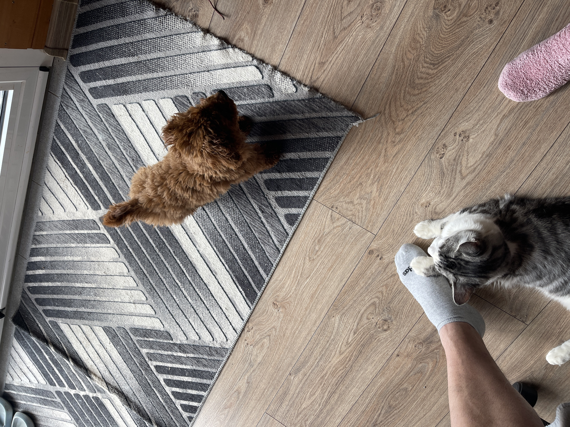 A high-angle indoor shot depicts a tan-colored dog lying on a geometrically patterned rug next to a light wood floor. A cat is interacting with a person's socked foot on the floor. A pink slipper is also on the wood floor. The scene appears to be in a home in Sofia, Bulgaria.