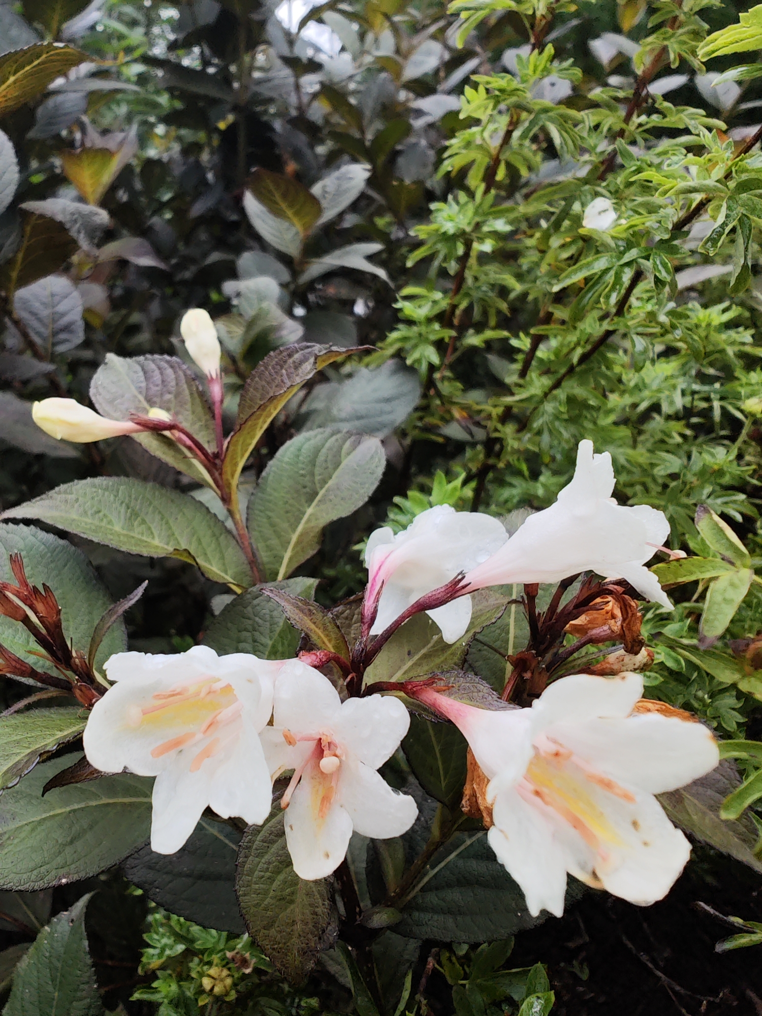 The image shows a close-up view of white trumpet-shaped flowers with pink and yellow accents, growing on a bush with dark green leaves. The flowers appear slightly wet, suggesting recent rain or dew. The background is a blur of lush green foliage and darker leaves. There are no people or specific landmarks visible to indicate a location within Solovei-Kliuch, Russia. The scene is a natural outdoor environment, likely a garden or park.