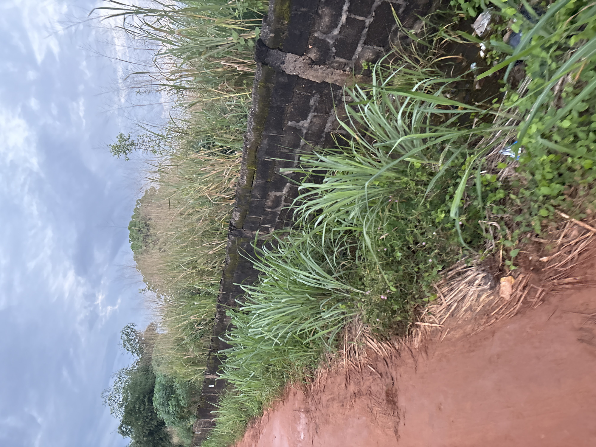 The image depicts a dirt road and a dark brick wall with overgrown vegetation in Obosi, Nigeria. The road, a reddish-brown color, occupies the left foreground, showing tire tracks and some scattered dry leaves. Alongside the road, a low, dark brick wall runs horizontally across the frame. This wall is partially covered in moss and appears aged.
To the right of the wall, dense green grass and tall, reedy plants grow, reaching above the wall in some areas. These plants are lush and vibrantly green. The background consists of more dense foliage and trees, suggesting a natural or semi-natural environment. The sky above is overcast with gray clouds, indicating a cloudy day. The overall scene suggests an outdoor setting, possibly a rural or semi-urban area in Obosi, Nigeria, characterized by natural growth and basic infrastructure.