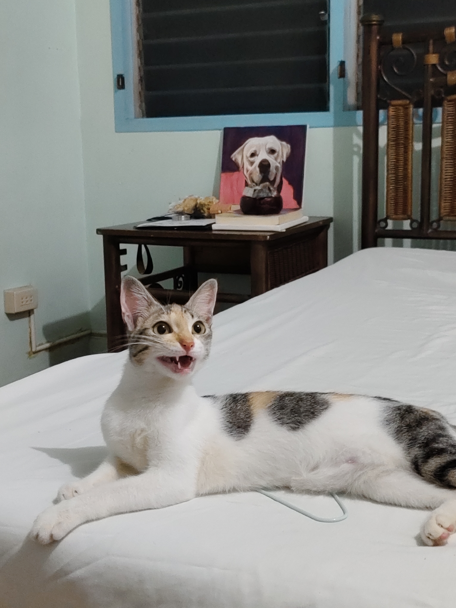 A calico cat is lying on a white bed, with its mouth open and teeth showing. The cat is looking towards the right of the frame. In the background, there is a wooden bedside table with a painting of a dog on top of some books. A window with blue trim and horizontal blinds is visible above the table. A light-colored electrical outlet is mounted on a light blue wall to the left of the bedside table. A portion of a wooden headboard with woven panels is visible on the right side of the frame. The scene appears to be indoors, likely in a bedroom. The image is taken from a medium-low angle, focusing on the cat. The location of Davao City, Philippines is not deducible from the visual information present in the image.
