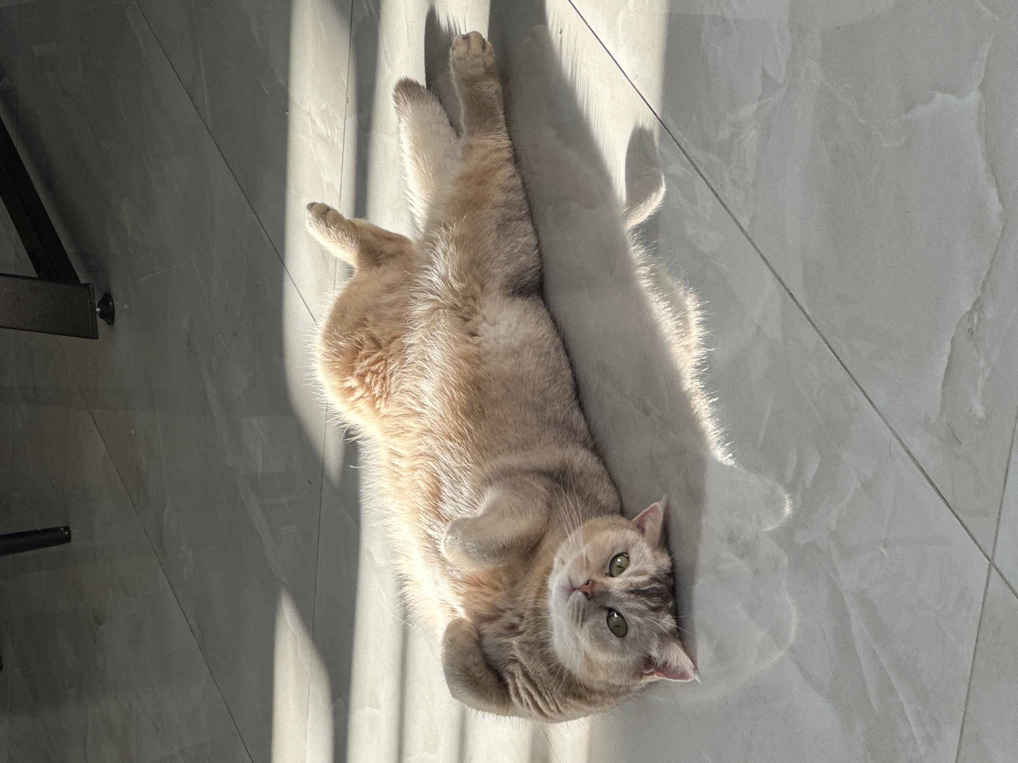 A fawn-colored cat is lying on its back on a tiled floor in a brightly lit room. The cat's paws are curled near its chest, and it looks up towards the camera with green eyes. Strong light casts distinct shadows of the cat's body on the floor. Parts of furniture are visible in the periphery. The location is Unknown, Unknown.
