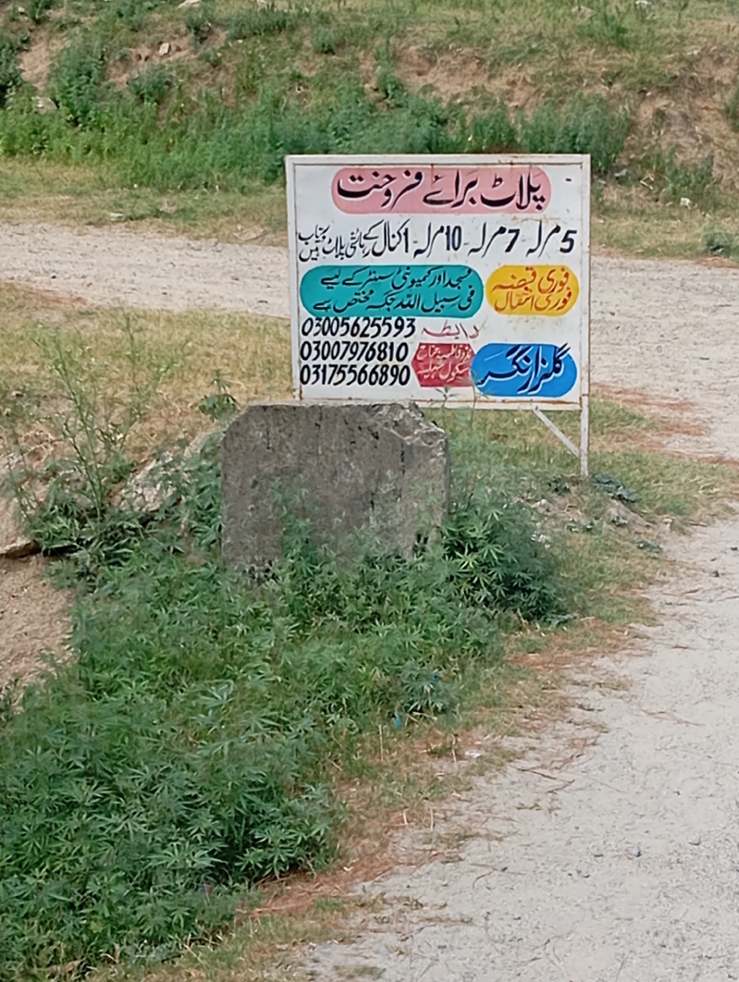 A white sign with Urdu text and colorful graphics is displayed outdoors, likely in Lassan, Pakistan. The sign advertises plots for sale and includes contact information. In the foreground, a concrete block sits amidst lush green vegetation and dry grass, with a dirt path visible in the background. The environment appears to be a rural or semi-rural area, with a slightly uneven terrain and natural landscaping.