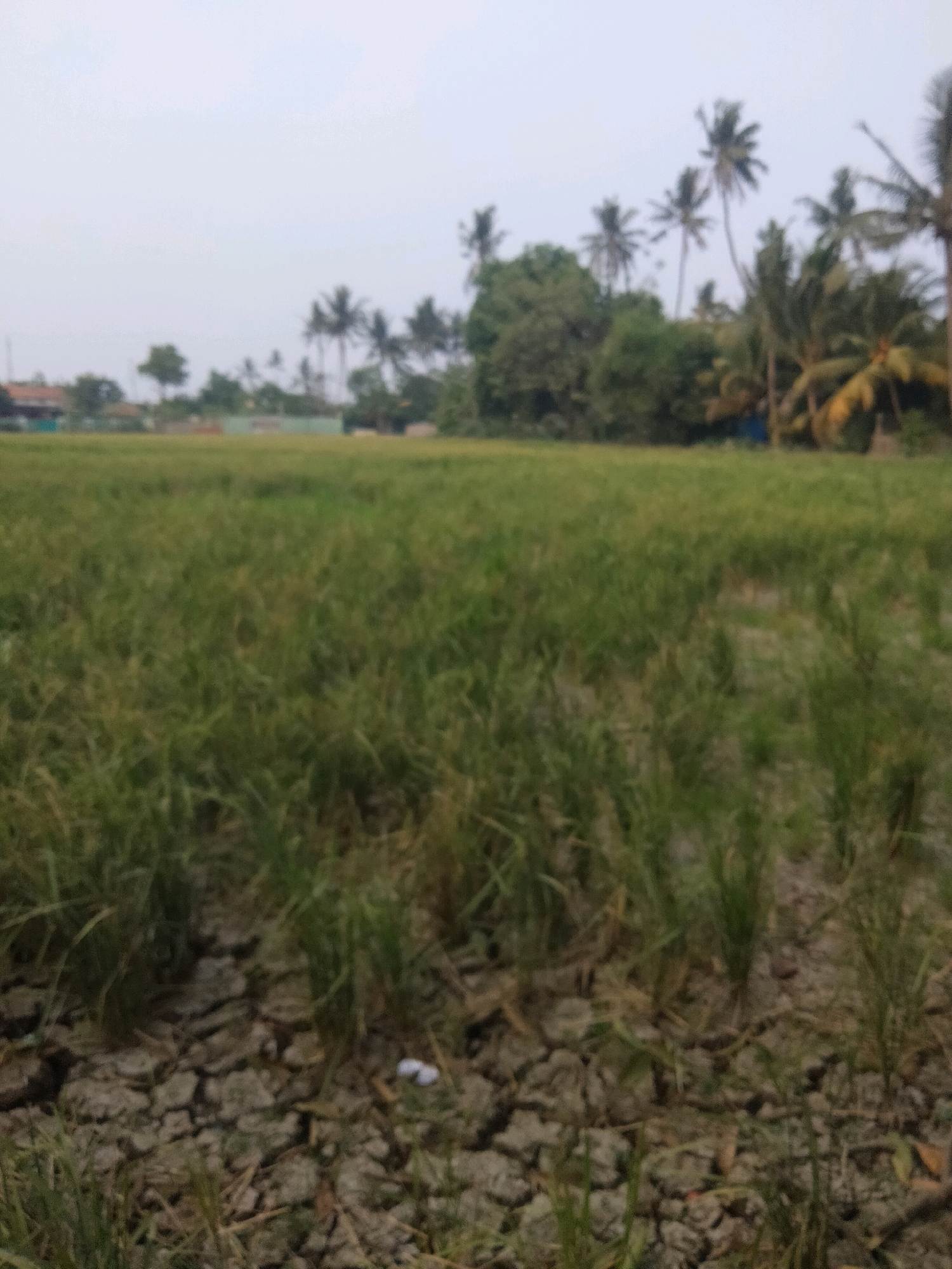A low-angle, medium shot captures a blurry, overcast scene of a rice paddy in Suka Sari, Indonesia. The foreground is dominated by cracked, dry earth with sparse, dry rice stalks. A few white objects, possibly pebbles or litter, are scattered on the ground. In the mid-ground, a dense field of green rice plants extends into the distance. The background features a line of lush green trees, interspersed with tall, slender coconut palm trees. Faint, indistinct structures, likely houses or buildings, are visible behind the trees on the far left. The sky is a pale, uniform grey, contributing to the muted overall color palette of the image.