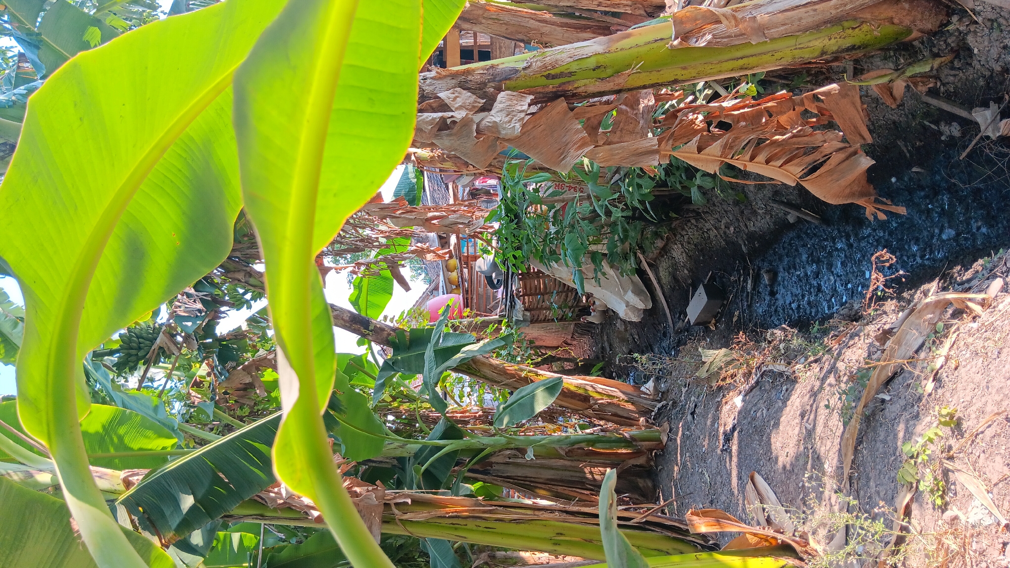 The image depicts a rural scene in Sonobekel, Indonesia, dominated by banana trees with large green leaves and dry, brown banana fronds. A narrow, dark-colored water channel or ditch runs through the center of the frame, its surface rippling slightly and reflecting the surrounding vegetation. The ground is a mix of soil and dried leaves. In the background, partially obscured by the foliage, are structures that appear to be simple houses or shacks with corrugated roofs and wooden walls. Some debris and vegetation are visible around these structures. To the left of the channel, there are banana tree trunks and dry leaves on the ground. To the right of the channel, more banana trees and vegetation are present, along with some dry, fallen banana leaves. A small white object, possibly a rock or debris, is visible in the ditch. Further in the background, beyond the channel and the immediate vegetation, more buildings and trees are visible under a bright sky. Two white ducks are visible near the edge of the channel in the middle ground. The overall impression is one of a natural, overgrown environment adjacent to a residential area.