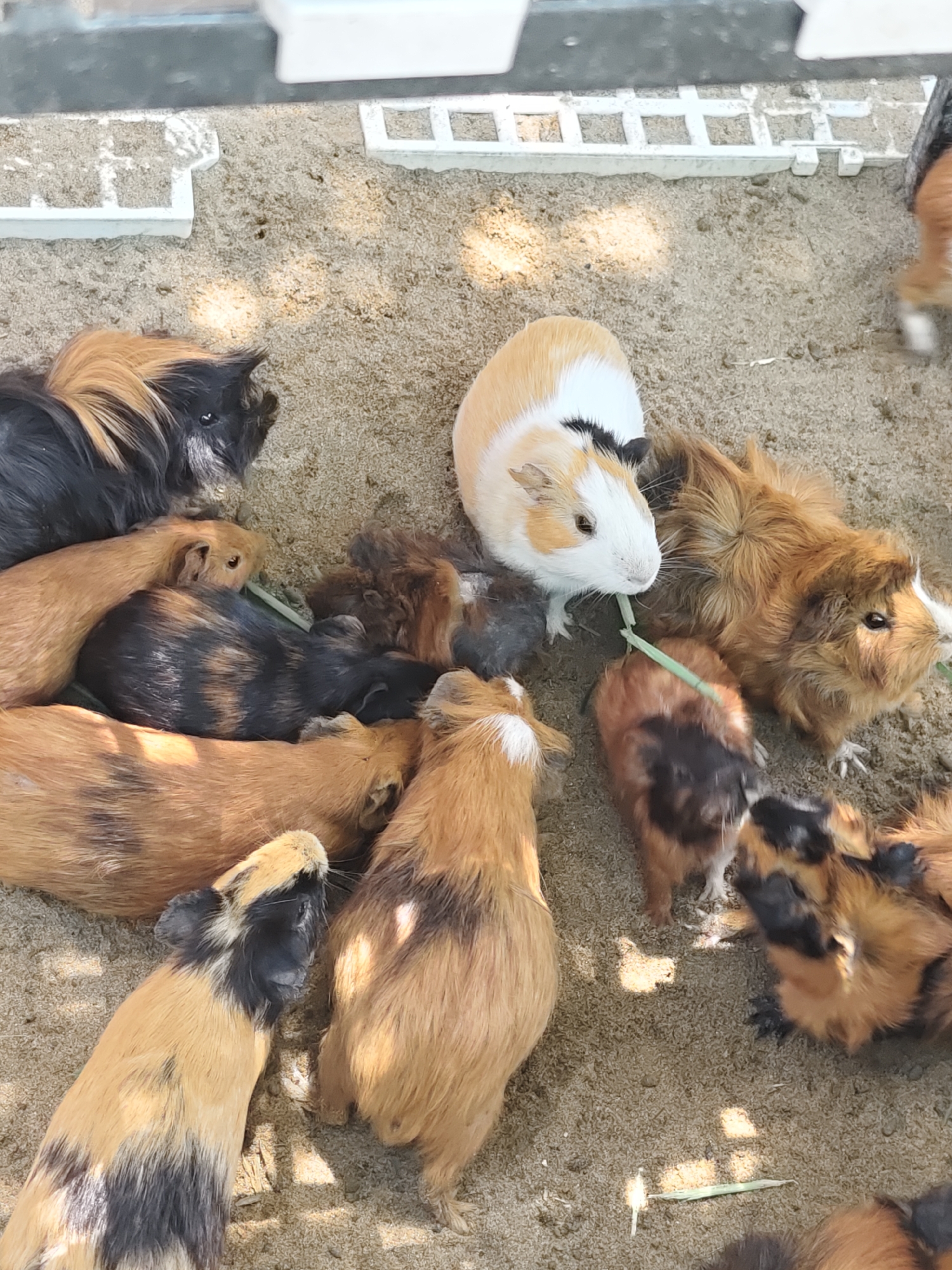 A high-angle, full shot captures a group of guinea pigs in a sandy enclosure, likely in Phước Hải, Vietnam. The guinea pigs exhibit varied fur colors including black, brown, orange, and white. Some are actively eating blades of grass, while others are resting or interacting closely. The enclosure appears to be made of sand and is bordered by a gray structure with white grid-like elements. The lighting suggests it is daytime, with dappled sunlight casting shadows on the sand.