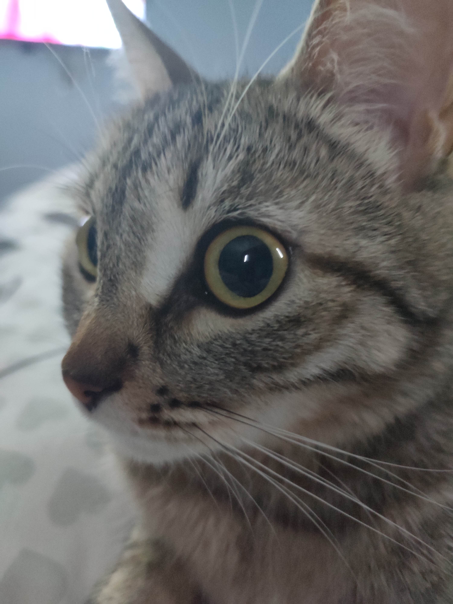 A close-up photograph shows a light brown and grey tabby cat in sharp focus. The cat has large, yellowish-green eyes with black pupils, and a pink nose. Its whiskers are white and prominent. The cat's fur is a mix of colors. The background is blurry but appears to be a light-colored surface with a pattern. The location is unknown.