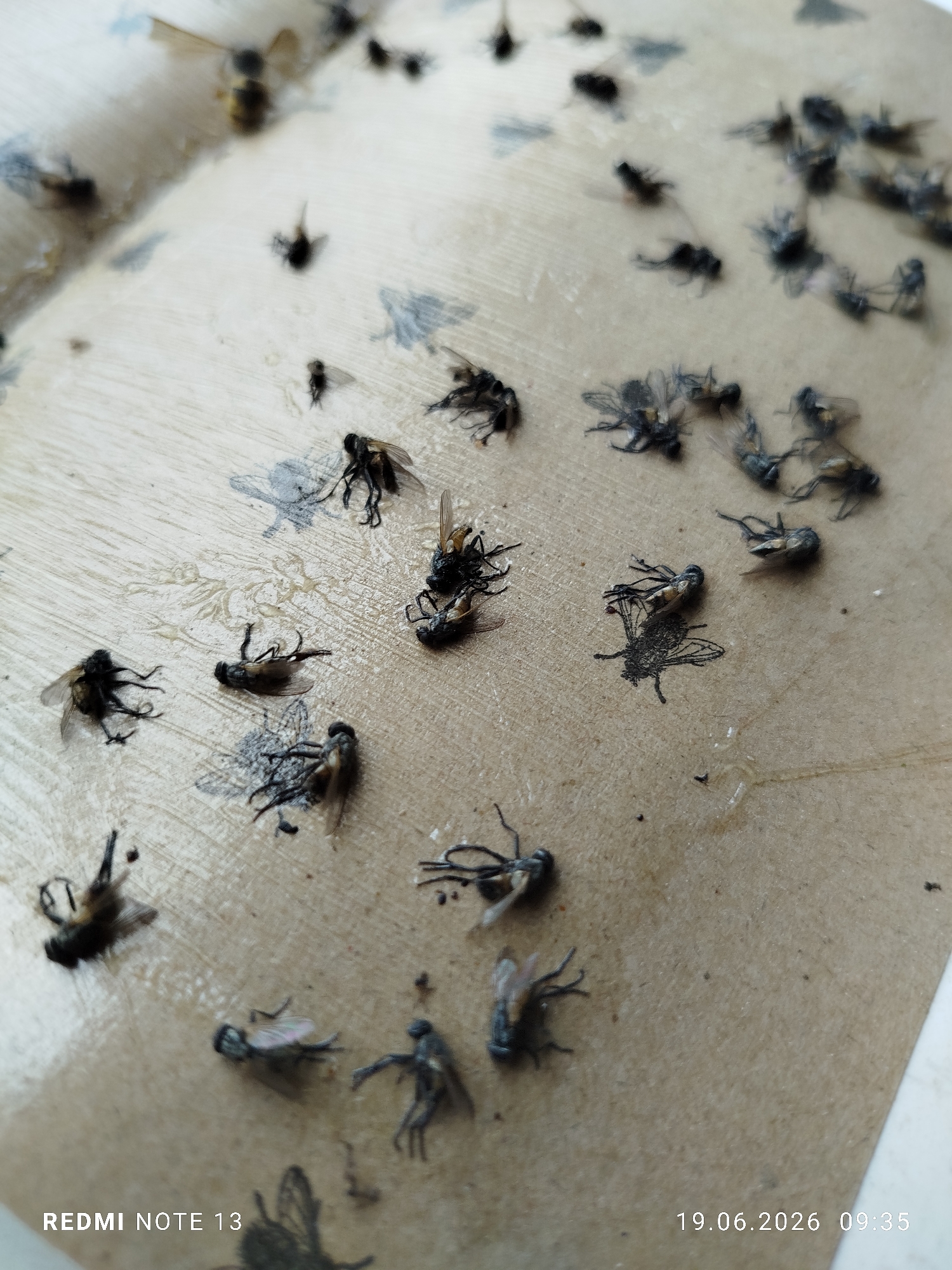 A close-up, overhead shot reveals a sticky trap covered in numerous dead flies. The flies are in various states of decomposition and are stuck to the beige-colored trap with a textured, wood-grain-like pattern. Some flies are intact, while others are partially dismembered. The trap appears to be a continuous sheet of paper or cardboard with a sticky surface. The lighting is bright, casting shadows on the trap and the flies. The bottom left corner of the image displays "REDMI NOTE 13" in white text, and the bottom right corner shows "19.06.2026 09:35" in white text. The location is Unknown, Unknown.