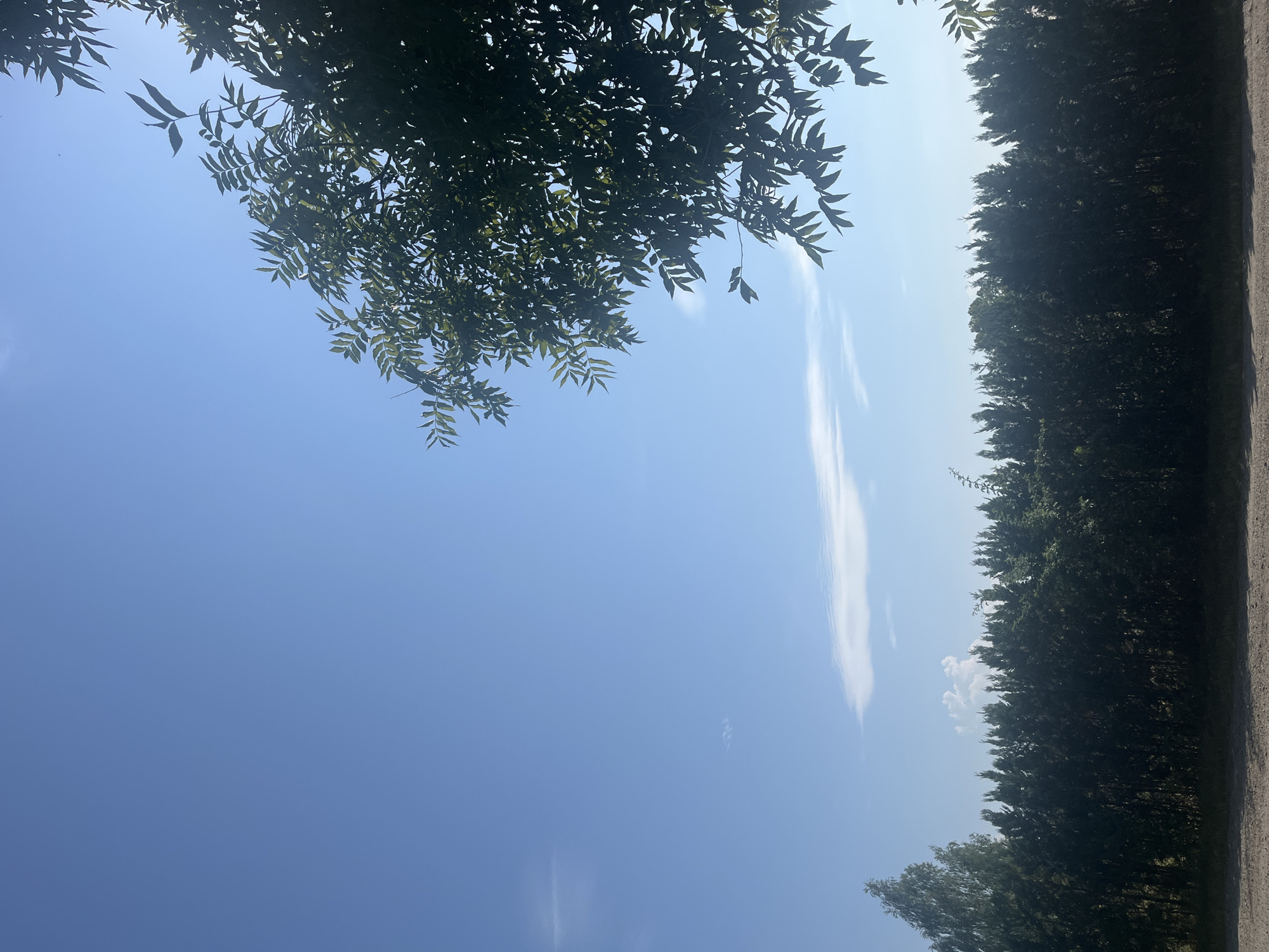 The image captures a clear blue sky with scattered clouds above a dense line of evergreen trees. In the foreground, a patch of sandy ground is visible. A branch with green leaves extends from the upper right corner of the frame, partially obscuring the sky. The scene appears to be an outdoor location, possibly a park or a roadside, with no people or vehicles present. There are no identifiable landmarks within the image that would indicate a specific location in Gera, Germany.