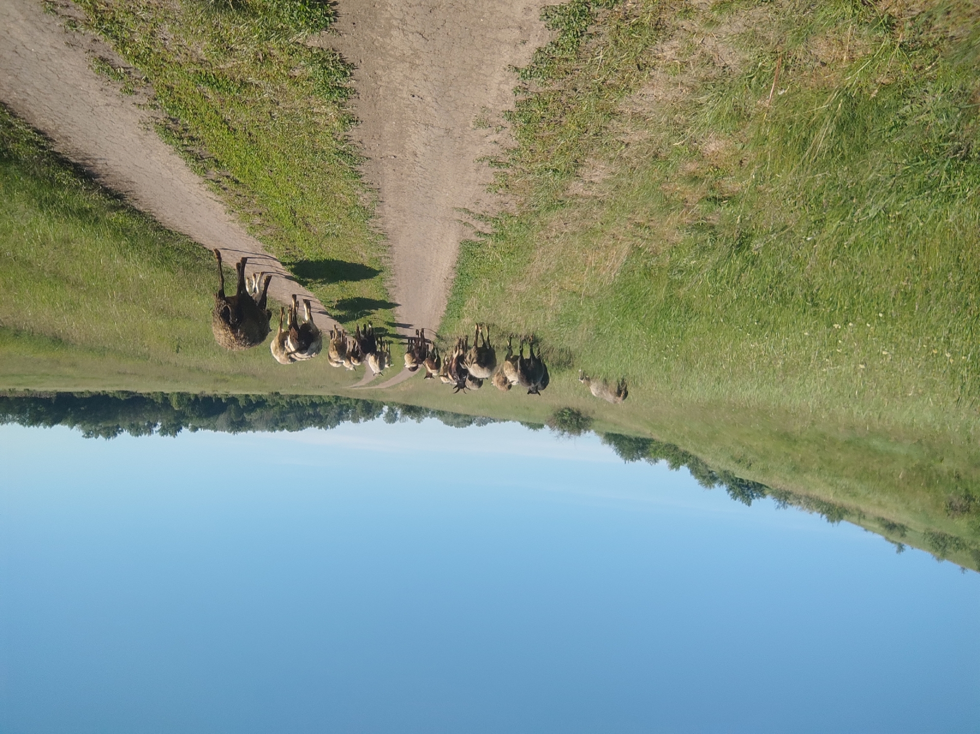 The image depicts a herd of sheep or goats walking along a dirt path in a rural landscape under a clear blue sky. The path originates in the foreground and recedes into the distance, slightly curving to the viewer's left. Green grass and vegetation flank both sides of the path.
A group of approximately 15 to 20 animals is seen moving away from the viewer, following the path. They display varied wool colors, ranging from light beige and tan to dark brown and black. Their backs and heads are visible as they proceed. One lighter-colored animal is positioned slightly to the right and further back from the main cluster.
In the midground and background, the grassy fields extend to a distant treeline that forms the horizon. Above the treeline, a wide expanse of uninterrupted blue sky is visible, indicating bright, sunny weather. The lighting suggests it is daytime, possibly late morning or early afternoon, with shadows of the animals cast upon the dusty ground of the path. The scene conveys a peaceful, pastoral setting. No text is visible in the image.