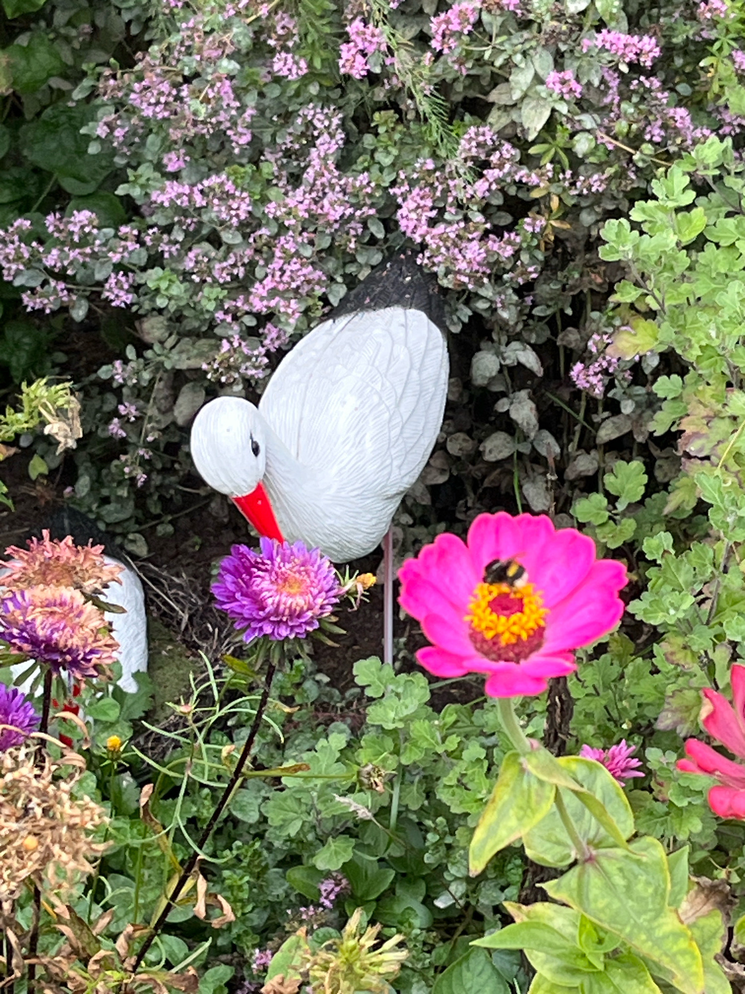 The image displays a close-up view of a garden bed with several decorative elements and flowers. In the center of the frame, a white stork figurine with a red beak is positioned behind a vibrant pink zinnia flower. A bumblebee is visible on the zinnia, collecting nectar. To the left of the stork figurine, another white stork figurine is partially visible.
The garden bed features a variety of flowers, including the prominent pink zinnia and purple asters. There are also clusters of small pink flowers and green foliage surrounding the main subjects. The ground appears to be dark soil, with some dry leaves and stems scattered throughout. The lighting suggests it is daytime, and the scene is likely outdoors. The location is specified as Chaikovsky, Russia.