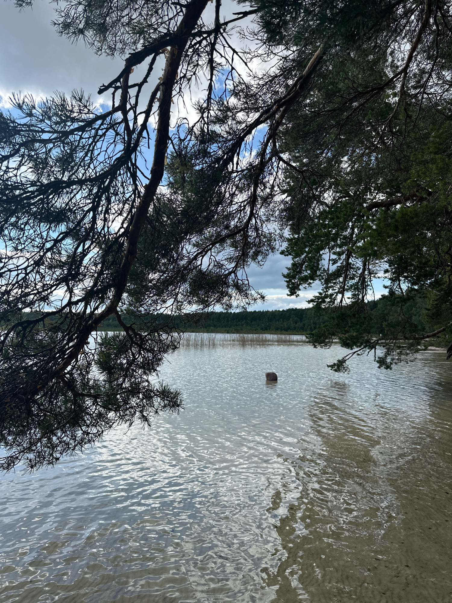 The image depicts a tranquil lakeside scene in the Мядзельскі сельскі Савет, Belarus. A large pine branch with dark green needles extends from the upper left foreground, partially obscuring the view of the sky. The sky above is a mix of blue with scattered white and grey clouds, suggesting overcast conditions. The lake's surface is calm, reflecting the sky and surrounding greenery. A small, dark, rectangular object, possibly a rock or piece of driftwood, bobs in the water approximately in the center of the frame. The far bank of the lake is lined with a dense, dark green forest, with hints of reeds or tall grass visible along the water's edge. The water near the shore on the right side of the image is shallow, revealing a sandy or muddy bottom. The overall impression is one of natural serenity and quietude.