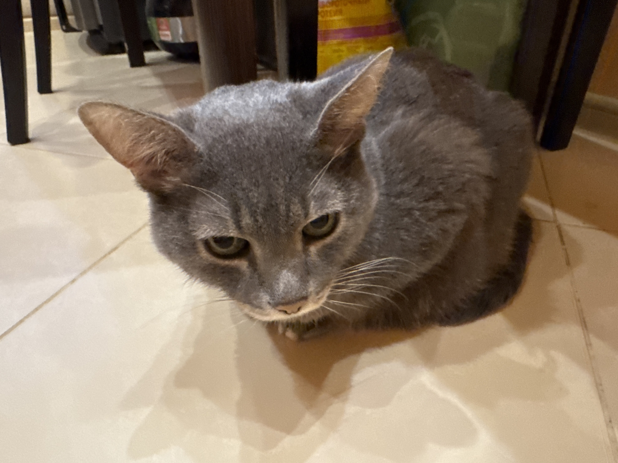 A gray cat is sitting on a tiled floor. The cat is looking down and to its left. The background is blurred and out of focus, but appears to be indoors, with furniture and possibly some bags or boxes. The image quality is moderate. There is no information available about the location in the city of Solikamsk, Russia.
