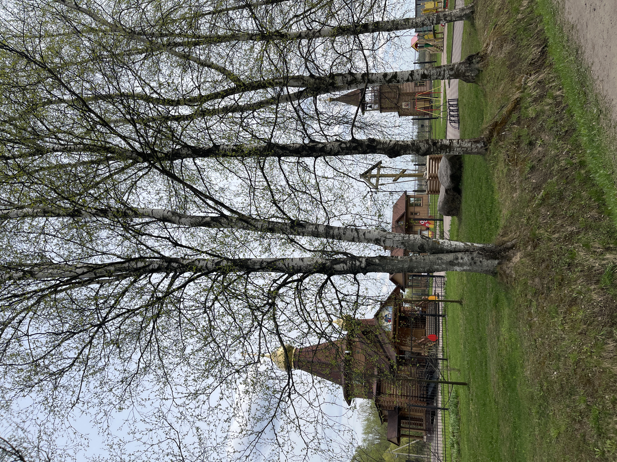 The image depicts a scene in Pushkin, Russia. In the foreground, there are four birch trees with slender, white trunks and emerging green leaves. Behind the trees, there's a lawn leading up to a wooden church. The church has a distinctive golden dome. Further back, there are additional wooden structures, including what appears to be a playground with swings and slides. A path is visible on the right side of the frame. The sky is overcast.
