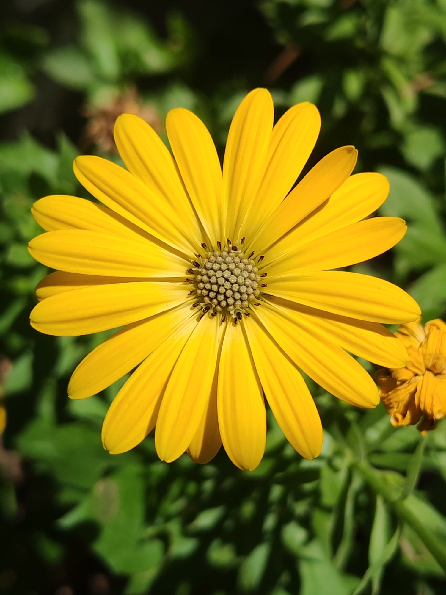 The image is a close-up, eye-level shot of a bright yellow daisy with a brown center, set against a blurred green background of foliage. The flower is in full bloom, with its petals radiating outwards. To the right of the main flower, a smaller, wilting yellow flower is partially visible. The lighting suggests it is a sunny day, casting shadows on some of the petals and leaves. The scene appears to be outdoors, in a garden or park setting. There are no people or animals visible in the image, and no specific location details are discernible from the image itself. This image does not provide any information about Sabunchu Raion, Azerbaijan.