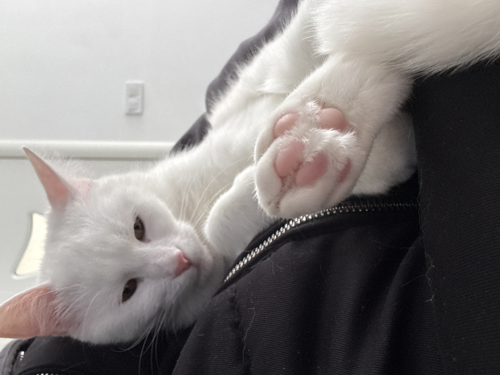 A white cat with pink paw pads rests on a black jacket. The cat's head is tilted, and its eyes are open. The environment appears to be indoors, with a white wall and an electrical outlet visible in the background. There is no indication of the location being in Burgas, Bulgaria.