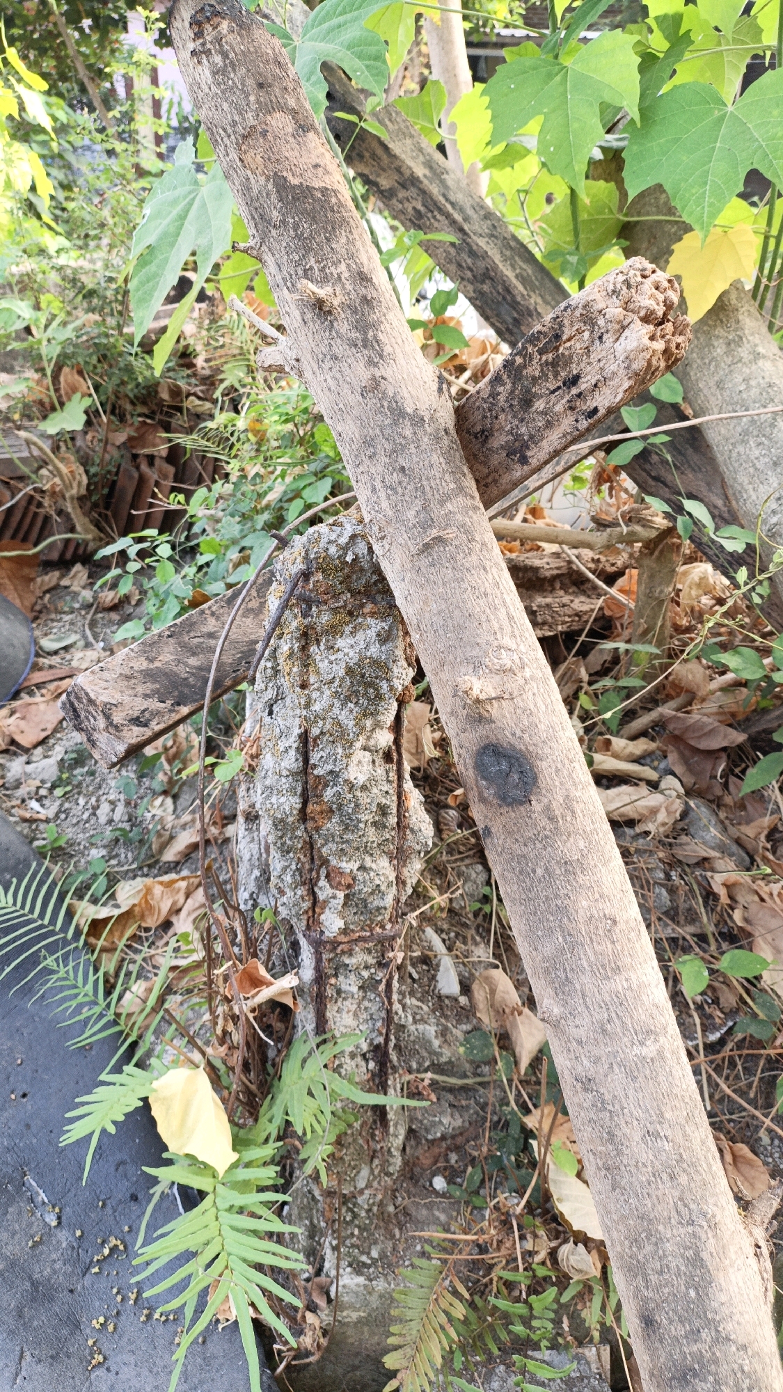 The image captures a close-up view of natural decay and elements of the urban environment in Cikal, Indonesia. A prominent, weathered tree trunk lies diagonally across the frame, its rough bark textured with lighter and darker grains. To the left, a damaged concrete pillar is visible, revealing rusty rebar and a rough, moss-covered surface. Interspersed with these are dry leaves, fallen branches, and green foliage, including ferns. The background is obscured by more greenery and hints of man-made structures, suggesting an outdoor setting within the city. The lighting indicates it is daytime, with sunlight filtering through the leaves.