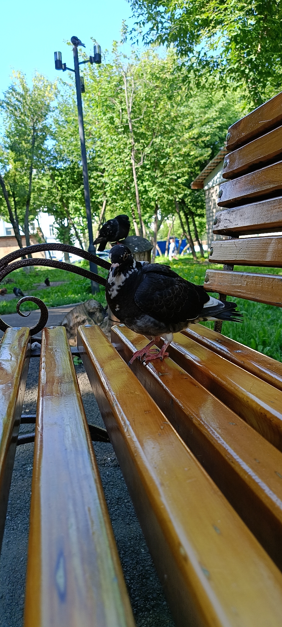 This is a low-angle, eye-level photograph of a pigeon perched on a wet, wooden park bench in Krasnoyarsk, Russia. The pigeon, a domestic pigeon species, is dark gray with white markings on its chest and neck and red legs. Its eyes are visible and appear to be looking towards the camera. The bench is made of several polished wooden slats, with visible water droplets and reflections on its surface, indicating recent rain. In the background, out of focus, are trees with green foliage, a street lamp, and the blurred figures of people walking in a park-like setting. The lighting suggests it is daytime, likely sunny, with shadows cast by the bench. The overall environment is an outdoor urban public space.
