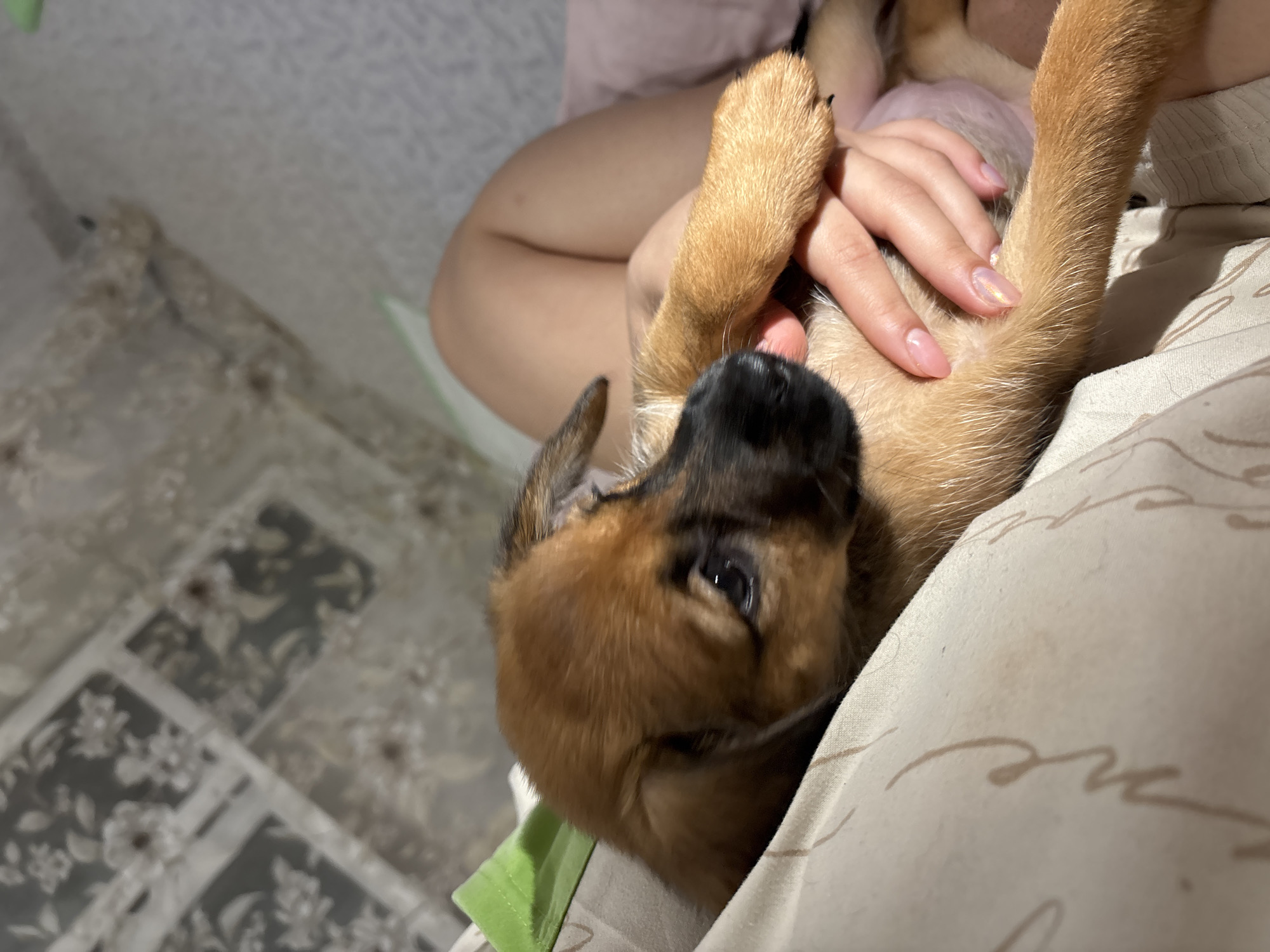 An upward-angled, close-up shot captures a tender moment between a person and a puppy in an indoor setting. The main subject is a small, brown and black puppy, positioned on its back or side, looking directly towards the viewer with one visible dark eye. Its snout is black, and its fur is a mix of tan, brown, and darker patches, characteristic of some shepherd breeds or mixed breeds. One of its front paws, with visible claws, is raised and rests near a human hand.
The human hand, featuring light-colored, possibly iridescent, manicured nails, gently cradles the puppy's leg/belly area. A glimpse of the person's bare leg is visible in the upper mid-left, suggesting a relaxed posture, possibly sitting or lying down. The puppy's soft belly is partially visible.
The setting appears to be a cozy indoor space, likely a bed or couch, indicated by the soft, light-colored fabric of a cushion or blanket that partially covers the puppy and the person. This fabric has faint, light brown cursive-like patterns, which are not decipherable as specific words. A strip of bright green fabric, possibly a toy or part of another blanket, is visible beneath the puppy's head on the left. The background is mostly out of focus, revealing a patterned surface, possibly a rug or bedspread, in shades of grey and white.
The lighting is soft and warm, suggesting artificial indoor lighting or a late time of day. The overall mood is one of affection and comfort. No specific weather conditions are discernible.
Location context: Unknown, Unknown.