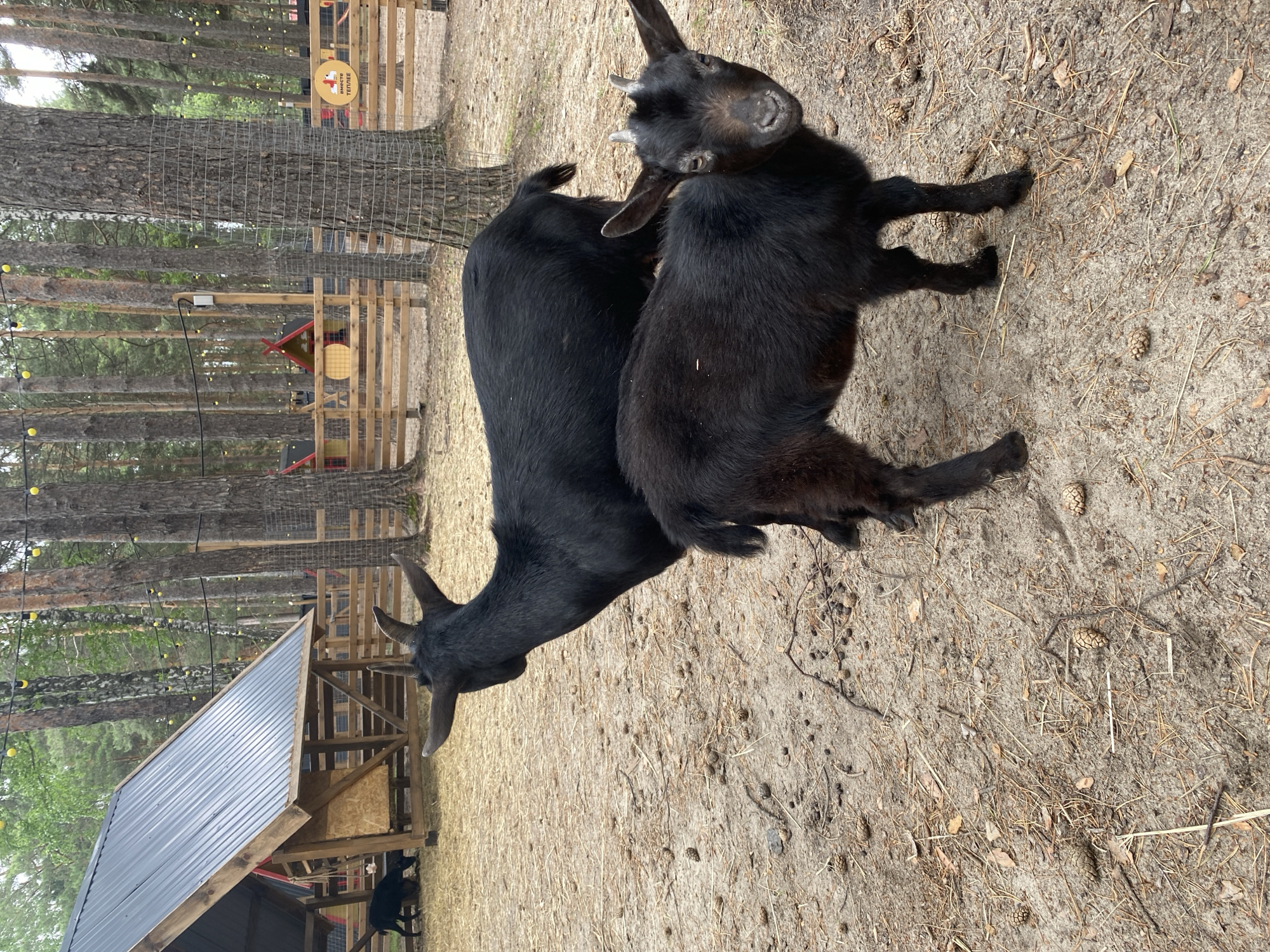 An outdoor scene captures an animal enclosure set within a sparse forest, specifically identified as being in the city of Tyumen, Russia. The ground consists of light brown earth, sparsely covered with dry pine needles, small pinecones, and numerous dark, pellet-shaped animal droppings.
In the mid-ground, two black goats are visible. The larger, adult goat is positioned with its back and left side toward the camera, its head turned to the left. It has prominent horns curving backward. Immediately in front and slightly to the right of the adult, a smaller, juvenile black goat (kid) stands, facing directly towards the camera with its head slightly tilted. It possesses small, developing horns and alert ears.
In the background, a rustic wooden fence, constructed from horizontal planks, encloses the area. Beyond the fence, a dense cluster of tall, slender trees, predominantly pines, forms the backdrop. Many of these tree trunks are wrapped at their bases with protective metal wire mesh. Strung between several trees are lines of decorative string lights featuring evenly spaced yellow spherical bulbs.
To the far left of the frame, a wooden animal shelter with a steeply pitched dark grey corrugated metal roof is visible. A third black goat is partially obscured behind this shelter, appearing to graze or drink. On the wooden fence in the mid-background, a circular yellow sign with a red stylized roof graphic displays the Cyrillic text "ВМЕСТЕ ТЕПЛЕЕ," which translates to "Together Warmer." The overall lighting suggests an overcast day.