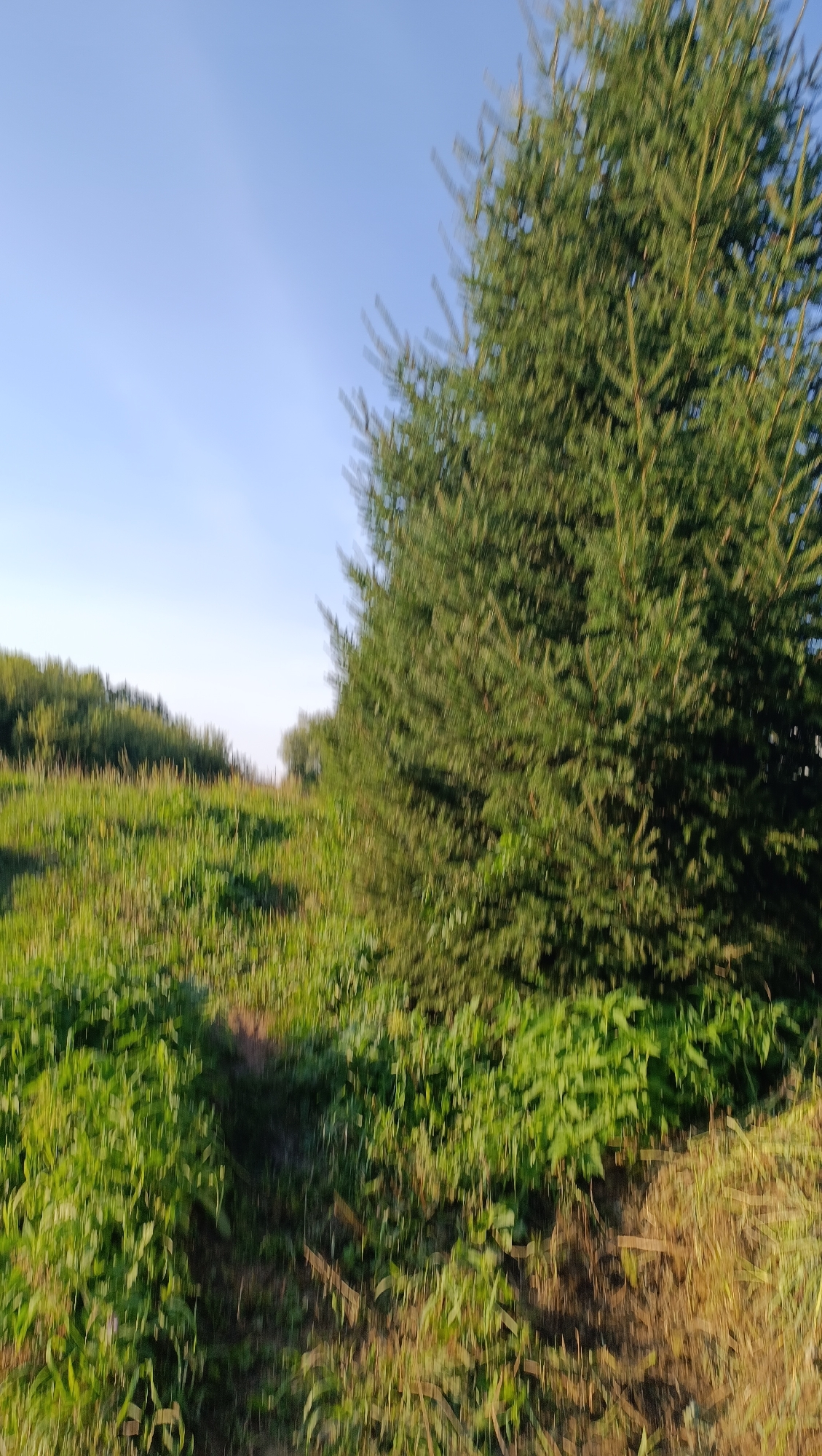 The image captures an outdoor scene with a focus on lush green foliage and a clear blue sky. In the foreground, a large, dense evergreen tree dominates the right side of the frame, its needles appearing slightly blurred. To the left, a grassy hill slopes upwards, covered in various green plants and some dry grass. A faint path or depression is visible winding through the greenery. In the background, a line of trees stretches across the horizon under the bright sky. The overall impression is one of a natural, undeveloped landscape. The image does not contain any people or specific structures that would indicate a location within the city of Karsha, Russia.