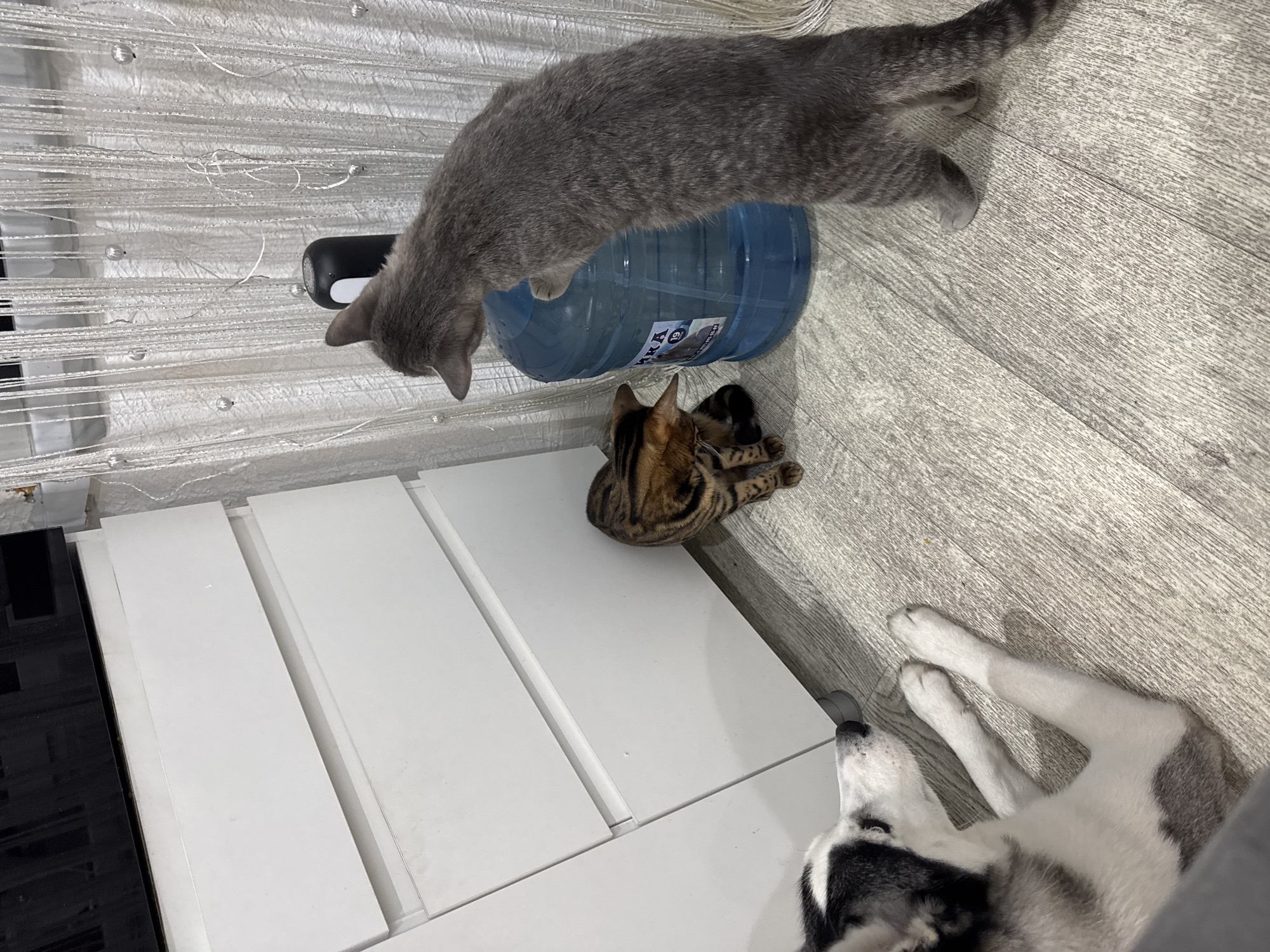 The image captures an indoor scene featuring three household pets: two cats and a dog.
In the upper center, a sleek grey cat, resembling a Russian Blue, is positioned on top of a large, translucent blue water cooler bottle. Its head is lowered, gazing down towards the right, while its body stretches across the bottle. A small black dispenser or pump is partially visible on the bottle's neck, near the cat's head. The water bottle features a label with visible Cyrillic text, including "ВОДА" (VODA, meaning water) and "СКАЗ", likely part of a brand name.
Below and to the right of the grey cat, resting on a white, flat surface that appears to be part of a low cabinet or modern shelving unit, is a tabby or Bengal cat. It is curled up, seemingly in a relaxed state, displaying its distinctive spotted and striped fur.
In the lower right portion of the frame, the head and front paws of a black and white husky dog are visible. The dog is lying on a light grey, wood-look laminate floor, with its head tilted upwards, appearing to observe the other animals or the white furniture.
The background on the left side of the image is dominated by light-colored, possibly white, sheer string curtains or decorative blinds, adding a textural element. The flooring throughout the visible area is consistent, a light grey laminate. The overall impression is that of a comfortable and calm home environment, with all animals appearing relaxed. The lighting suggests an indoor setting, but no specific time of day is discernible.
