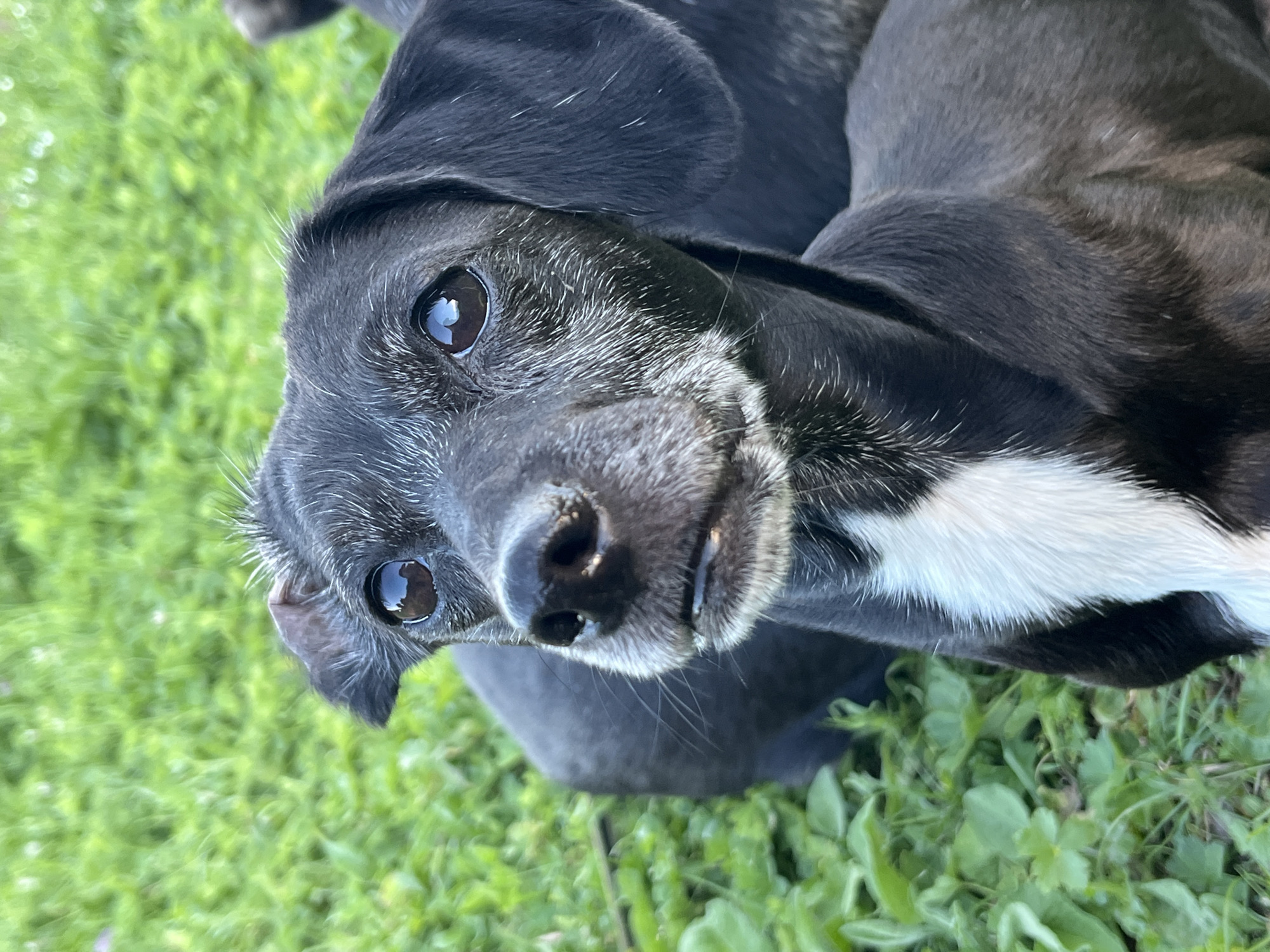 A close-up, eye-level shot captures a black dog with a white chest patch, its head turned slightly to the left, looking directly at the camera. The dog's muzzle is grizzled with white hairs, and its ears are floppy. The background is a blur of green grass, suggesting an outdoor setting. There is no indication of the city of Nizhny Tagil, Russia, or any other specific location.