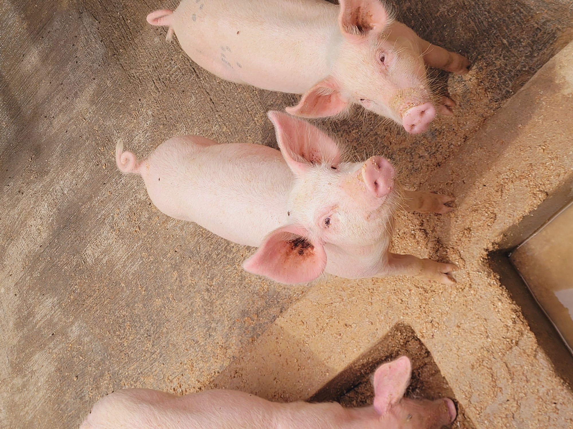 In Bukuru, Nigeria, three piglets are visible in an outdoor pen. The ground of the pen is a mix of dirt and sawdust, with a concrete structure containing murky water to the left. The piglets are pink and appear healthy, with large ears and curly tails. The pig on the far left has its head down, seemingly rooting in the sawdust. The pig in the center is looking directly at the camera with a curious expression. The pig on the right is also looking towards the camera, with its snout slightly covered in dirt. The lighting suggests it is daytime, with shadows cast on the ground.