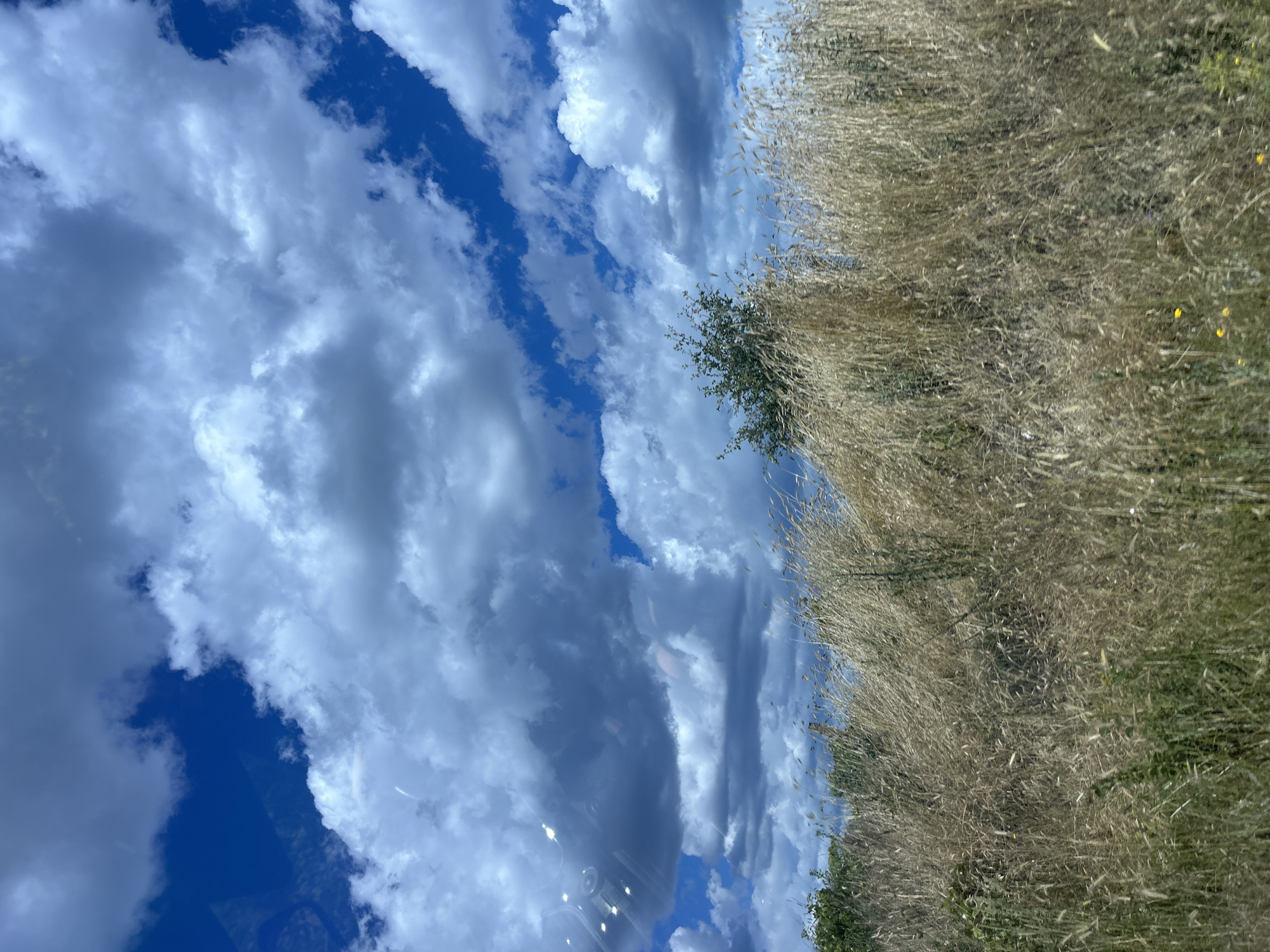 The image depicts a natural landscape with a prominent sky filled with dramatic clouds. The foreground is dominated by dry, tall grass and some green foliage. In the background, a few trees are visible. The sky is a vibrant blue with a mix of white and gray cumulus clouds, some appearing dense and dark, suggesting potential weather changes. The overall impression is one of a rural or undeveloped area, likely outside of a densely populated urban center. The presence of reflective glare in the upper left quadrant suggests the photograph may have been taken through a window. No people are visible in the image.