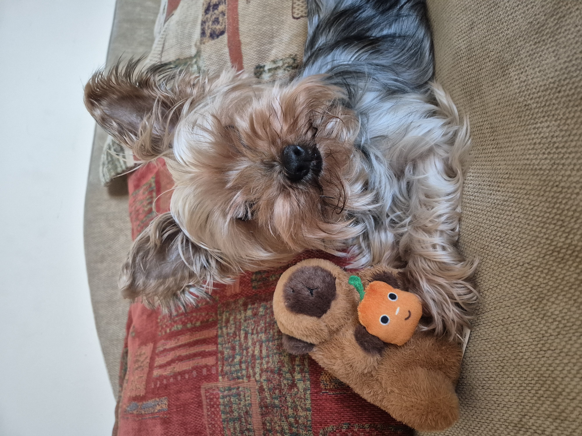 A Yorkshire Terrier dog is lying on a tan couch and a red, patterned pillow. The dog has brown and gray fur. The dog's head rests on a brown, plush toy with an attached orange patch resembling a pumpkin. The location of this image is unknown, and there is no evidence suggesting this image was taken in Pavlikeni, Bulgaria.