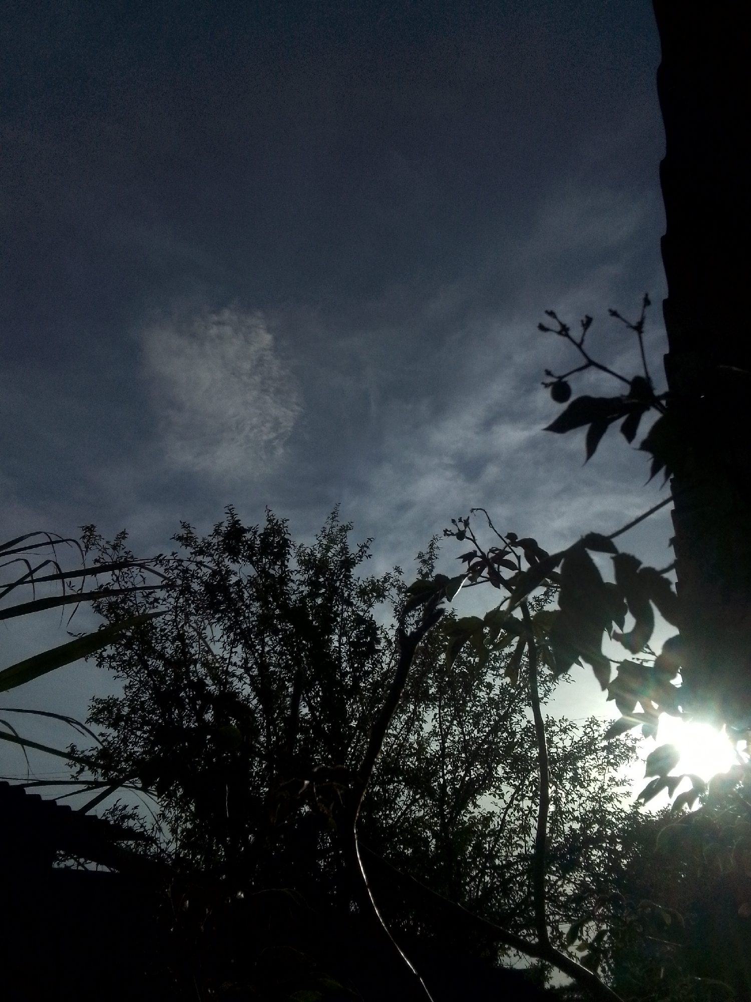 The image presents an upward perspective of an outdoor scene in Juan Griego, Venezuela, dominated by a dramatic sky and silhouetted foliage. The sky is a deep, somber blue-gray with scattered, wispy white clouds, suggesting either dawn or dusk. A powerful, bright light source, likely the sun, is positioned in the lower right, partially obscured by tree leaves, creating a distinct lens flare that adds to the atmospheric quality.
Various trees and plants are visible, rendered mostly in dark silhouette against the brighter sky. In the center, a dense, leafy tree forms a significant dark mass. To the right, branches with more discernible leaves and small berries or buds are prominent in the foreground, catching the backlighting. A thick, dark vertical shape on the far right may be a tree trunk or part of a structure. On the left, long, broad leaves, possibly from a palm or similar plant, are partially framed against the sky. No human or animal activity is depicted, making the scene feel serene and natural. There is no visible text. The weather appears partly cloudy with the sun breaking through, creating high contrast and a striking visual effect.