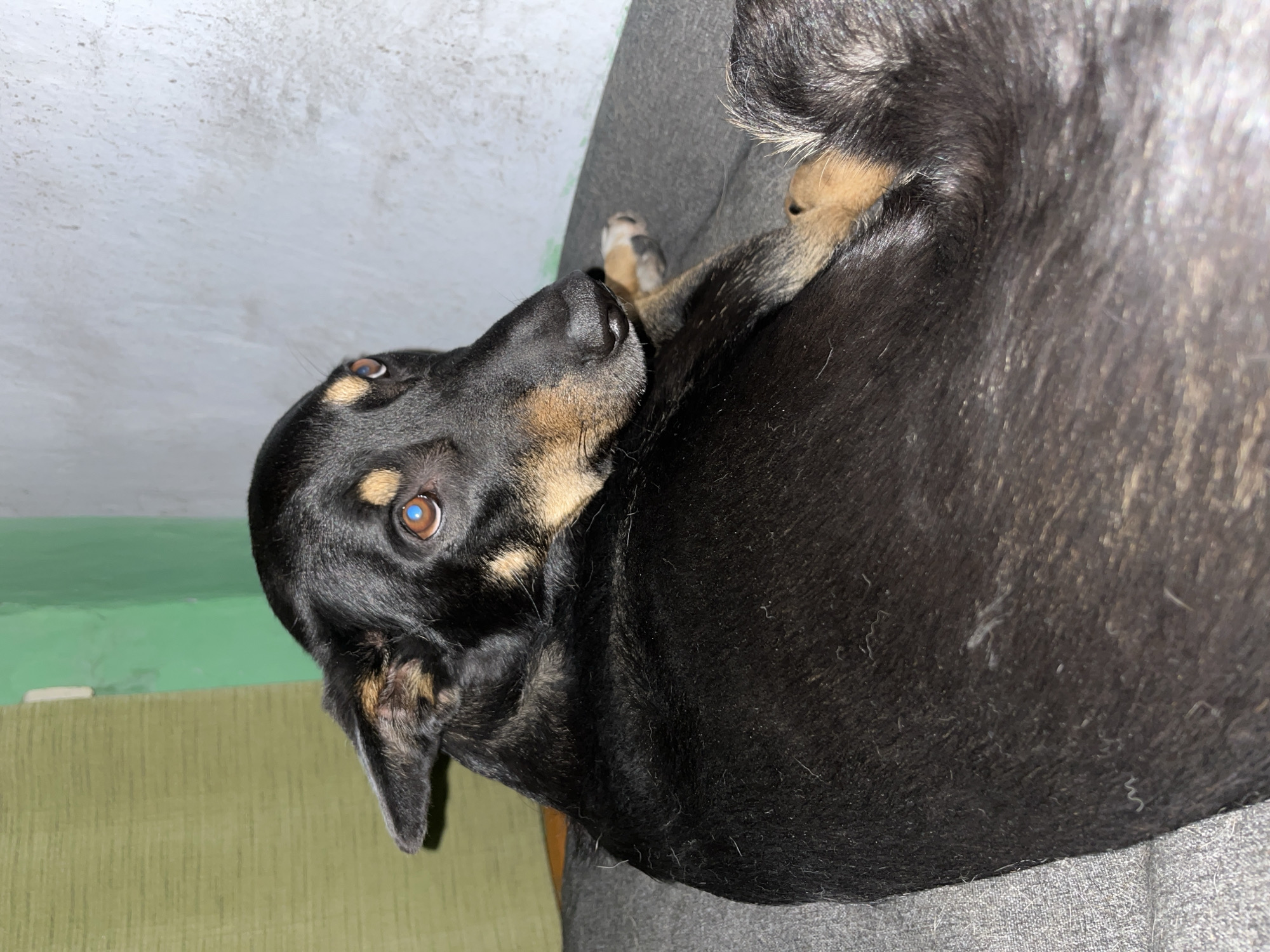 A black dog with tan markings is lying on a gray surface, possibly a couch or bed. The dog is looking over its shoulder with its head turned to the right. Its eyes are open and appear to be a brown color. The background consists of a green wall on the left and a textured white wall on the right. There is a hint of a wooden surface or furniture in the upper left corner. The image is taken from a slightly elevated angle, looking down at the dog. There are no people visible in the image. The location is not specified in the image, and therefore cannot be determined to be Nizhny Tagil, Russia.
