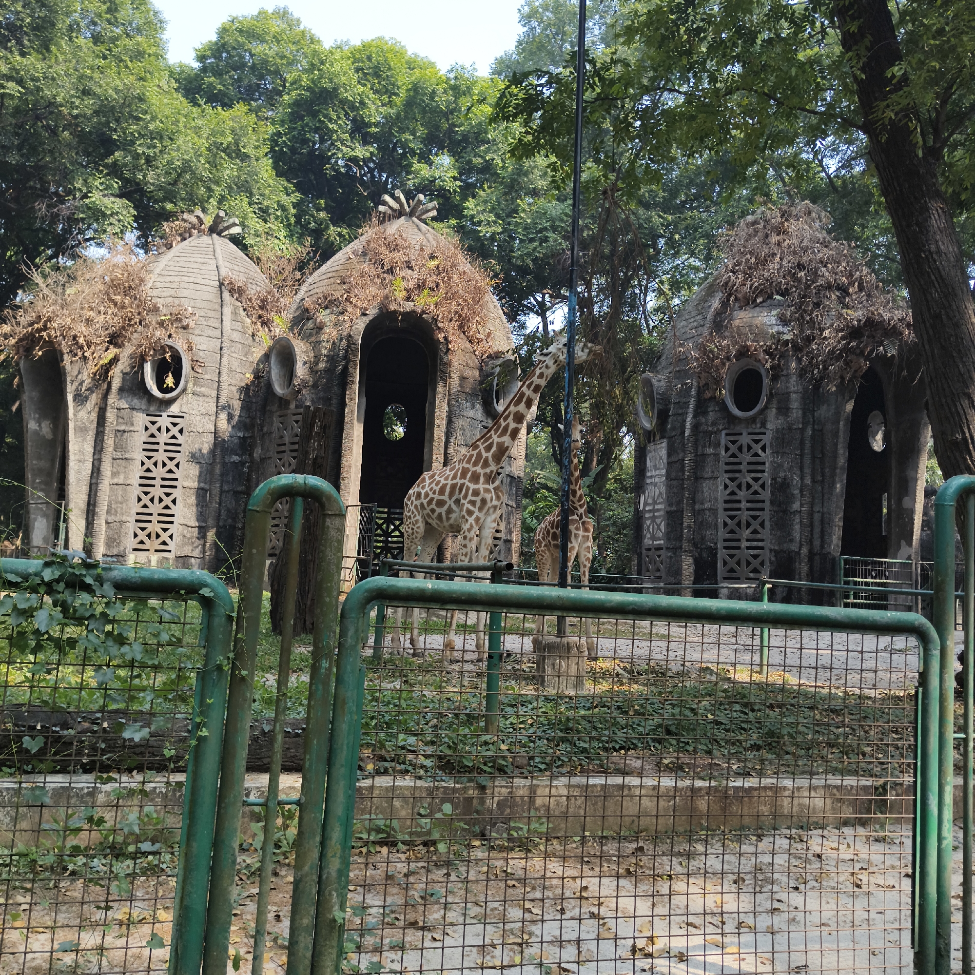 This is a photograph taken at the Ragunan Zoo in South Jakarta, Indonesia. The scene features three unique, dome-shaped enclosures made of stone or concrete, with thatched roofs, resembling primitive huts. These structures have arched entrances and circular windows, with some featuring decorative criss-cross patterns on the walls. In front of the enclosures, several giraffes are visible. One adult giraffe is prominently positioned, reaching up to eat leaves from a tree. Another younger giraffe stands behind it. A green metal fence runs across the foreground of the image, obscuring a portion of the ground and some of the lower enclosures. The background is filled with lush green trees and foliage, indicating an outdoor, natural environment. The lighting suggests it is daytime, with sunlight filtering through the trees.