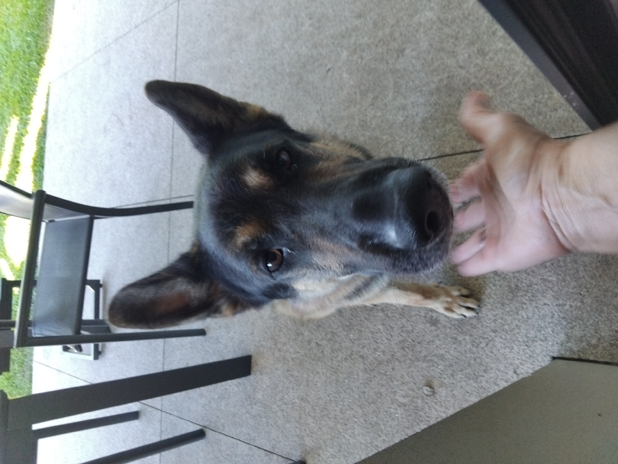 A German Shepherd dog is in the foreground of an outdoor patio with a tiled floor. The dog is looking directly at the camera with its head tilted slightly. A human hand is extended towards the dog, with the palm facing upwards. In the background, there are dark metal chairs and tables, and beyond that, a grassy area. The scene appears to be a residential patio or garden area. The photograph was taken in Vila Nova de Famalicão, Portugal.