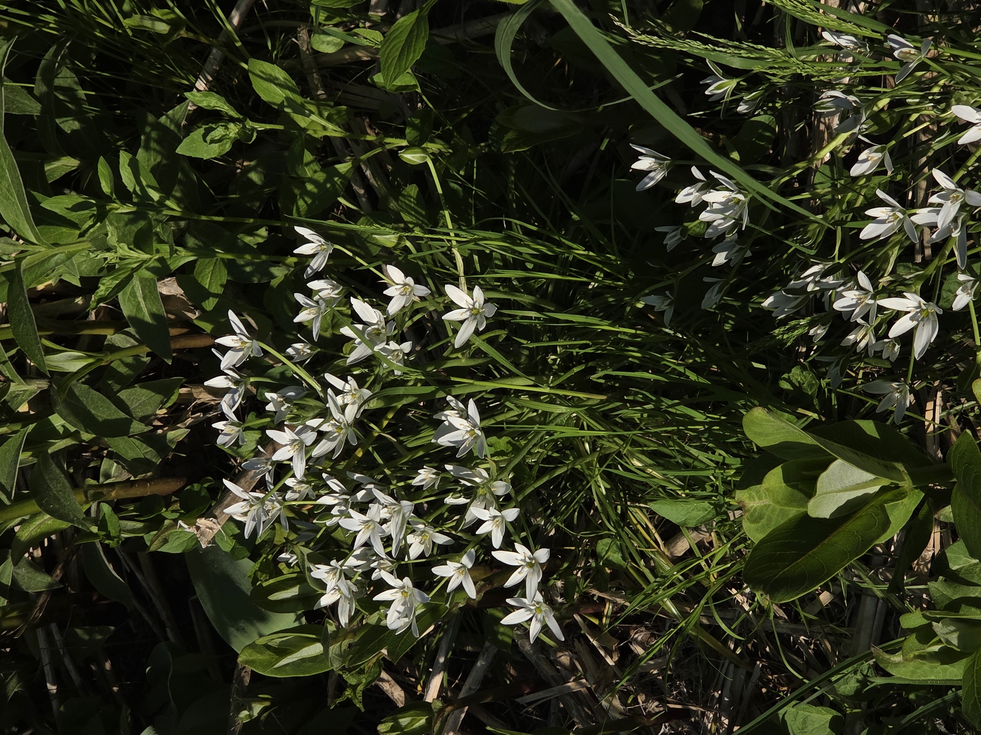 A ground-level view reveals a patch of star-of-Bethlehem flowers amidst green foliage, possibly in an unkempt urban or suburban garden. The white flowers, with their six pointed petals, form a dense cluster, while surrounding plant life, including broad-leafed plants and grassy vegetation, creates a varied texture. The location appears to be outdoors, in the city of Unknown, Unknown.