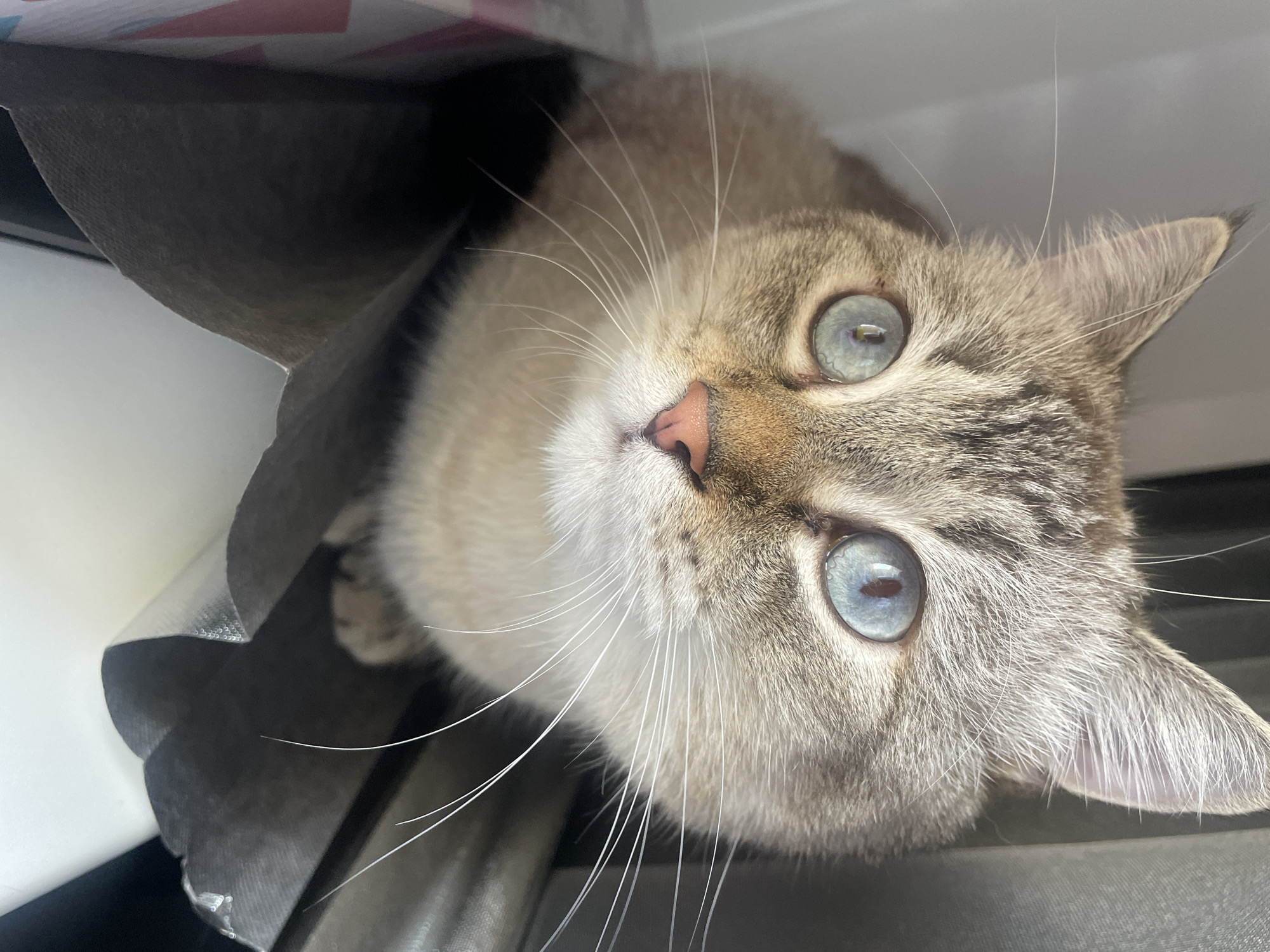 An adorable lynx point cat with striking bright blue eyes is captured in a close-up, upward-angled shot, looking directly at the camera. The cat is peeking out from inside a dark-colored, possibly fabric or paper bag, with the material appearing somewhat crumpled around its head. Its small pink nose and long, prominent white whiskers are clearly visible against its light-colored fur. The cat's fur is a mix of cream, light brown, and grey tabby markings, particularly noticeable on its face and ears. Its wide-open eyes convey a sense of curiosity and alertness. The lighting is soft and even, highlighting the cat's features. No specific time of day or outdoor weather conditions can be determined from the image, and no text is visible. The scene is set in Votkinsk, Russia.