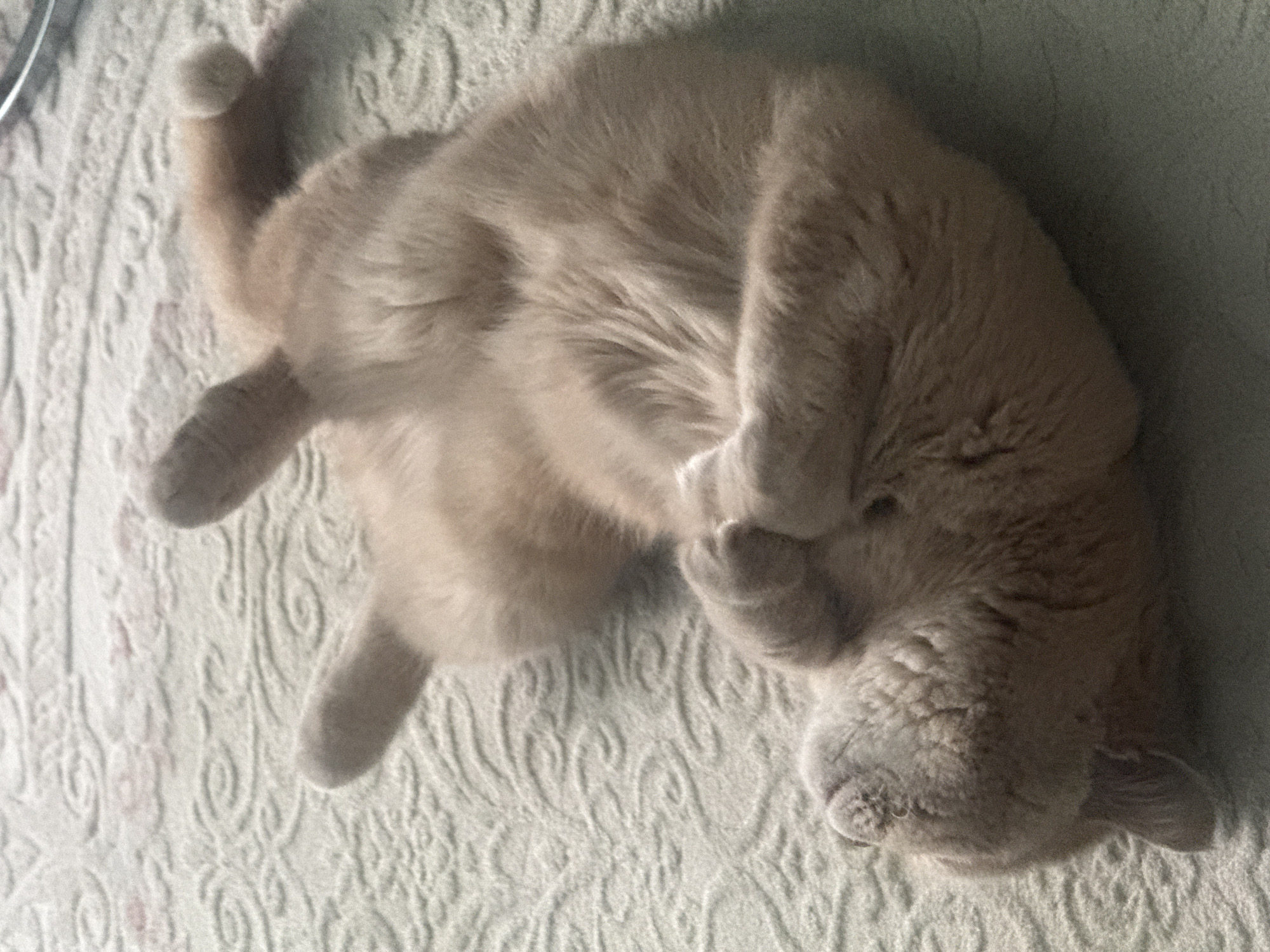 A cream-colored cat is lying on its back on a textured, light-colored blanket. Its body is curled, with front paws tucked up towards its face, suggesting deep relaxation or sleep. The cat's eyes are closed, and an ear is visible on the right side of its head. Its fur appears soft and fluffy, with subtle highlights indicating natural lighting. The blanket features an embossed, swirling pattern in a muted off-white or very light green hue. The scene conveys peaceful rest in an indoor setting. No people or text are visible.