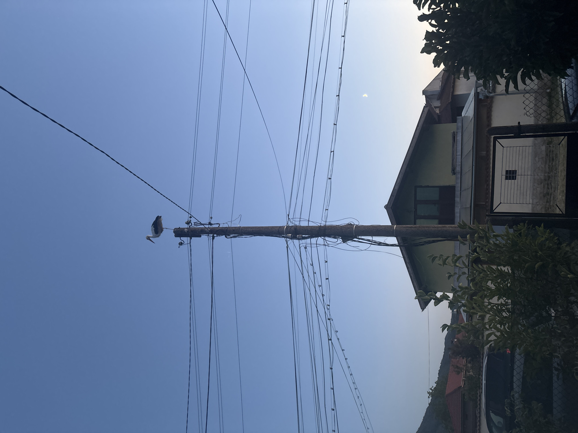 A stork stands on top of a wooden utility pole, its body silhouetted against a clear blue sky. The pole is adorned with a complex network of electrical wires, crisscrossing the frame. Below, a residential house with a light green facade is partially visible, its roofline peeking out from behind lush green foliage. The scene is set in the city of Trudovets, Bulgaria, a detail that adds a touch of context to this otherwise ordinary yet striking image.
