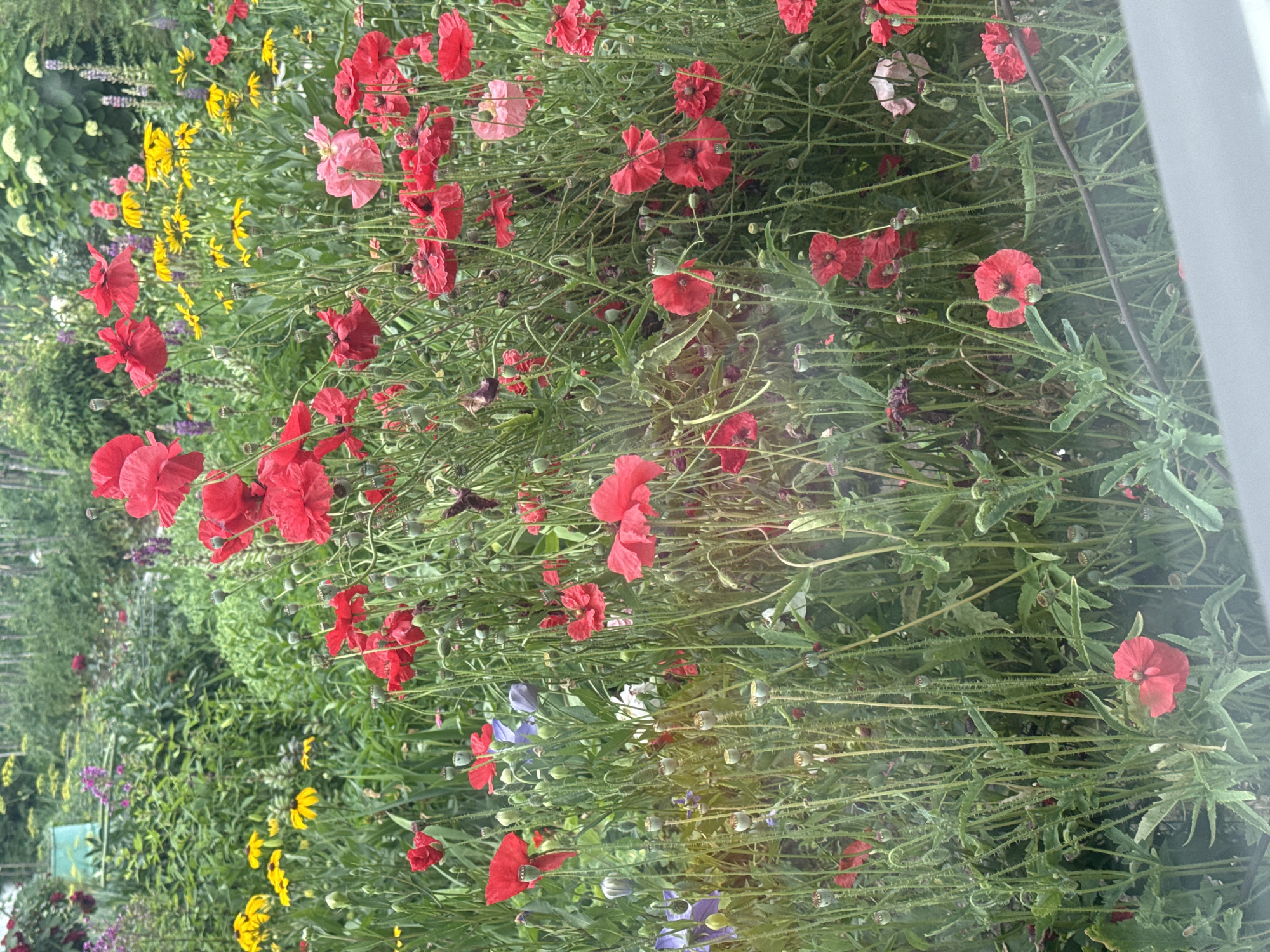 This is a medium shot, taken from eye-level, of a vibrant flower garden in Chuguyevka, Russia. The garden is filled with a profusion of red poppies, interspersed with yellow rudbeckias, pink and purple phlox, and a few delicate blue clematis. The poppies are the dominant feature, with their bright red petals creating a striking visual impact. Many of the poppies have already developed seed pods, indicating that the blooming season is in full swing. The garden is lush and overgrown, with tall green stalks supporting the flowers. In the background, a light green watering can is visible amongst the foliage, suggesting recent activity in the garden. The overall impression is one of natural beauty and abundance, with a touch of wildness.