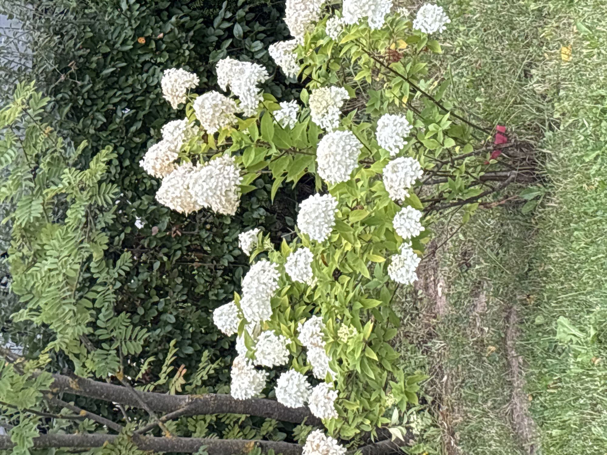 In Zvenigorod, Russia, an outdoor shot captures a white hydrangea bush in full bloom. The bush is situated in front of a dense green hedge and two trees with rough bark. The foreground consists of green grass, with some patches of dry soil and scattered yellow leaves. The hydrangea bush features numerous clusters of white flowers, supported by green foliage and brown branches. The lighting suggests it is daytime.