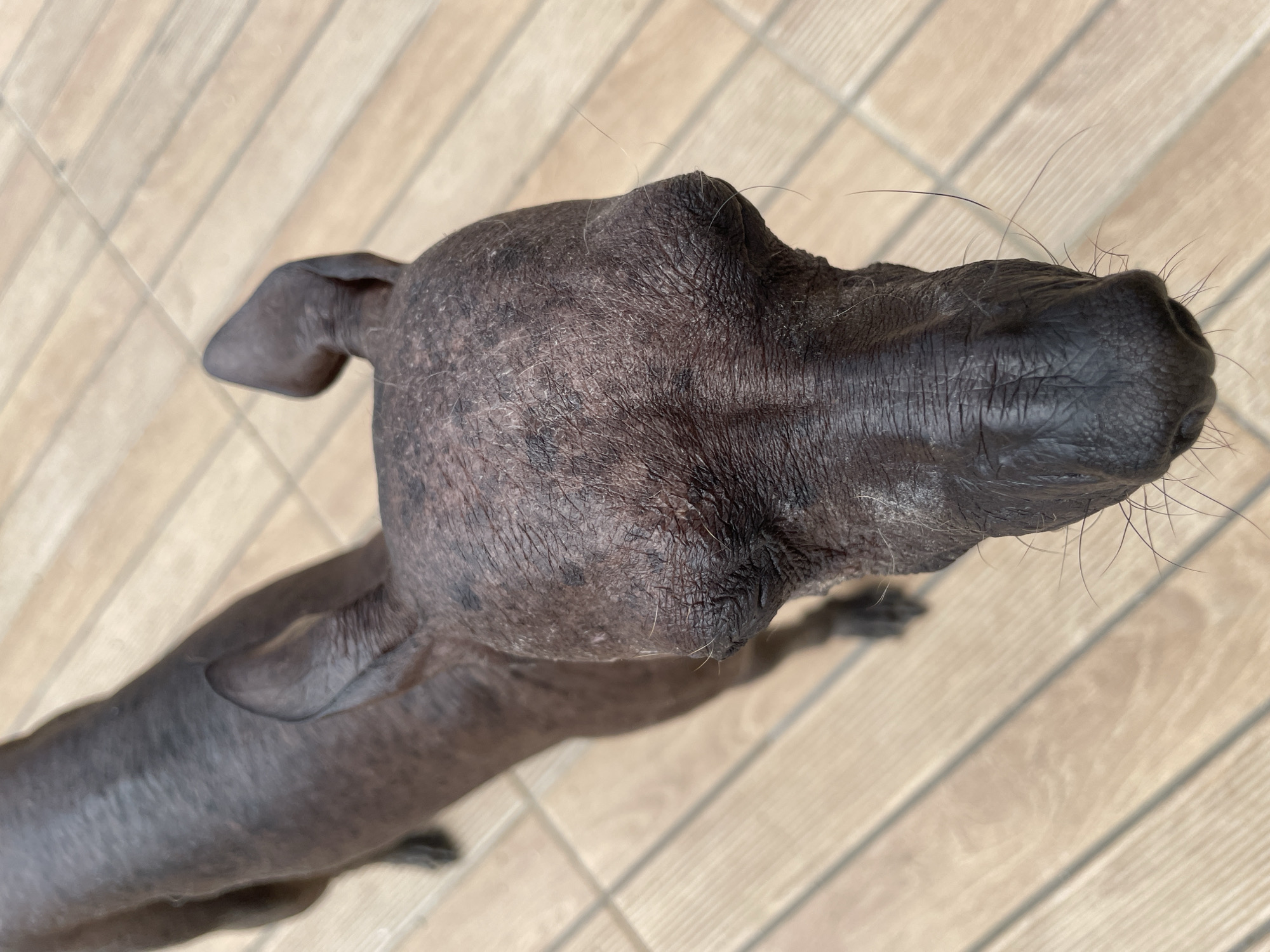 A medium-shot, high-angle photograph depicts the head and upper body of a hairless dog, possibly an Xoloitzcuintli, set against a background of light-colored, wood-like floor planks. The dog's skin is a mottled gray-black color, and the texture of the skin is visible, with wrinkles and slight variations in pigmentation. A few sparse whiskers sprout from its muzzle. The dog's left ear is visible, folded over slightly. The dog's pose suggests it is looking upward. The location appears to be an indoor or outdoor setting with wood-like flooring. The location and city are unknown.