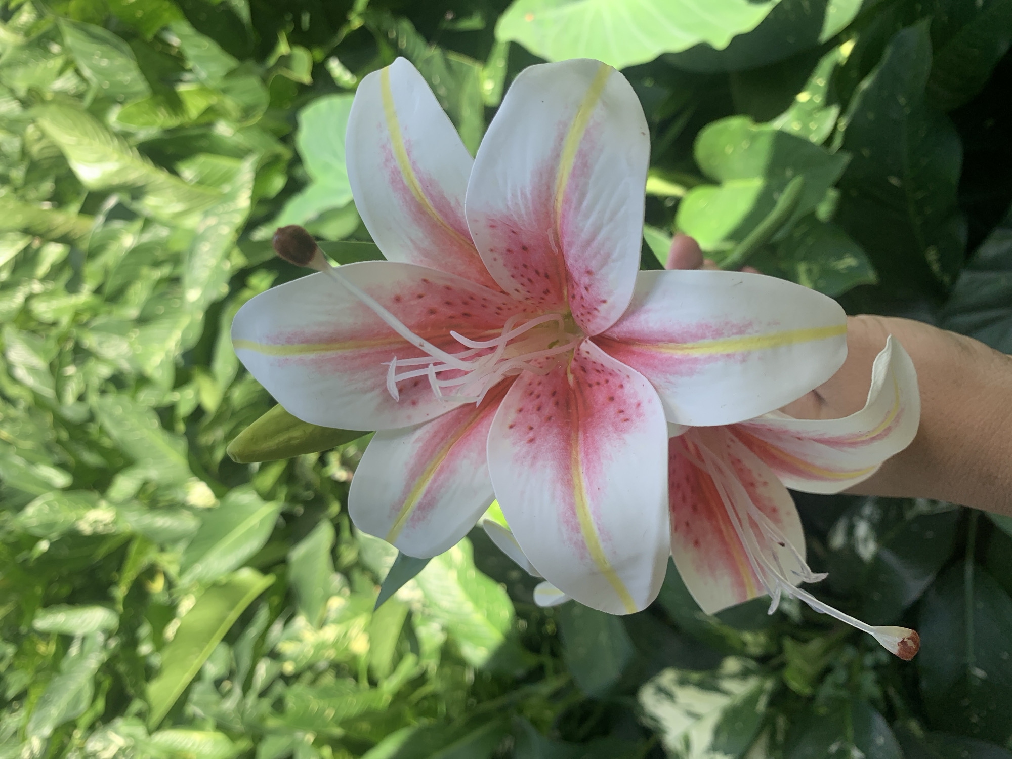 A close-up, eye-level, outdoor shot shows two artificial tiger lilies with white petals, pink speckles, and yellow stripes. The lilies are held by a person's hand, with the lower lily in focus and the upper lily slightly blurred. The background is a dense canopy of lush, green foliage, suggesting a garden or a park. The lighting is natural and diffused, with some dappled sunlight filtering through the leaves. The scene appears to be in a tropical environment, possibly in Kuala Pembuang, Indonesia, given the lush vegetation.