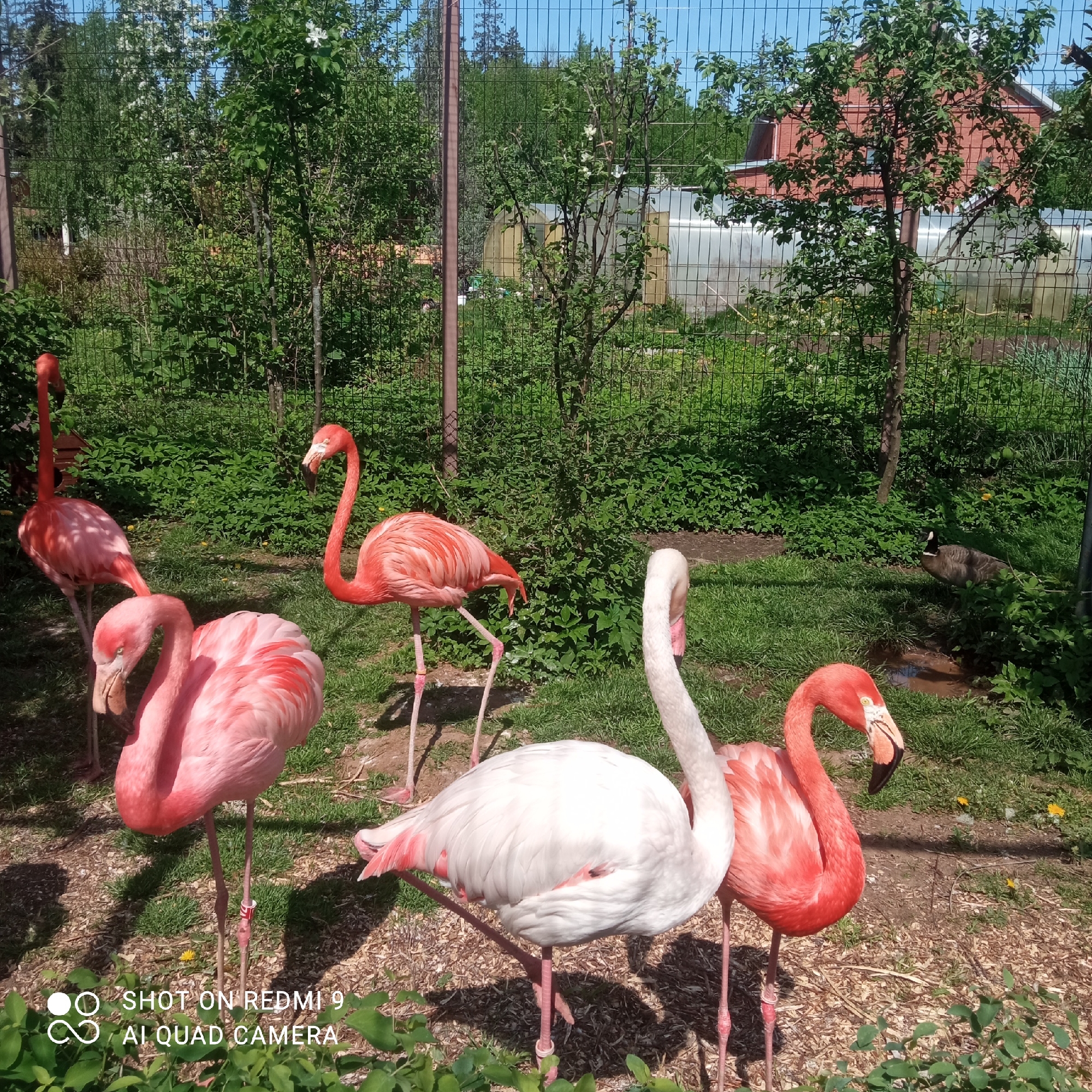 The image shows a group of flamingos in an enclosure. There are five flamingos, mostly pink but one is white. The enclosure has a background of green foliage, fencing, a glimpse of a red brick building, and a greenhouse. A goose stands behind the flamingos in a water puddle. The location is Izhevsk, Russia. The image was taken with a Redmi 9 AI Quad Camera.