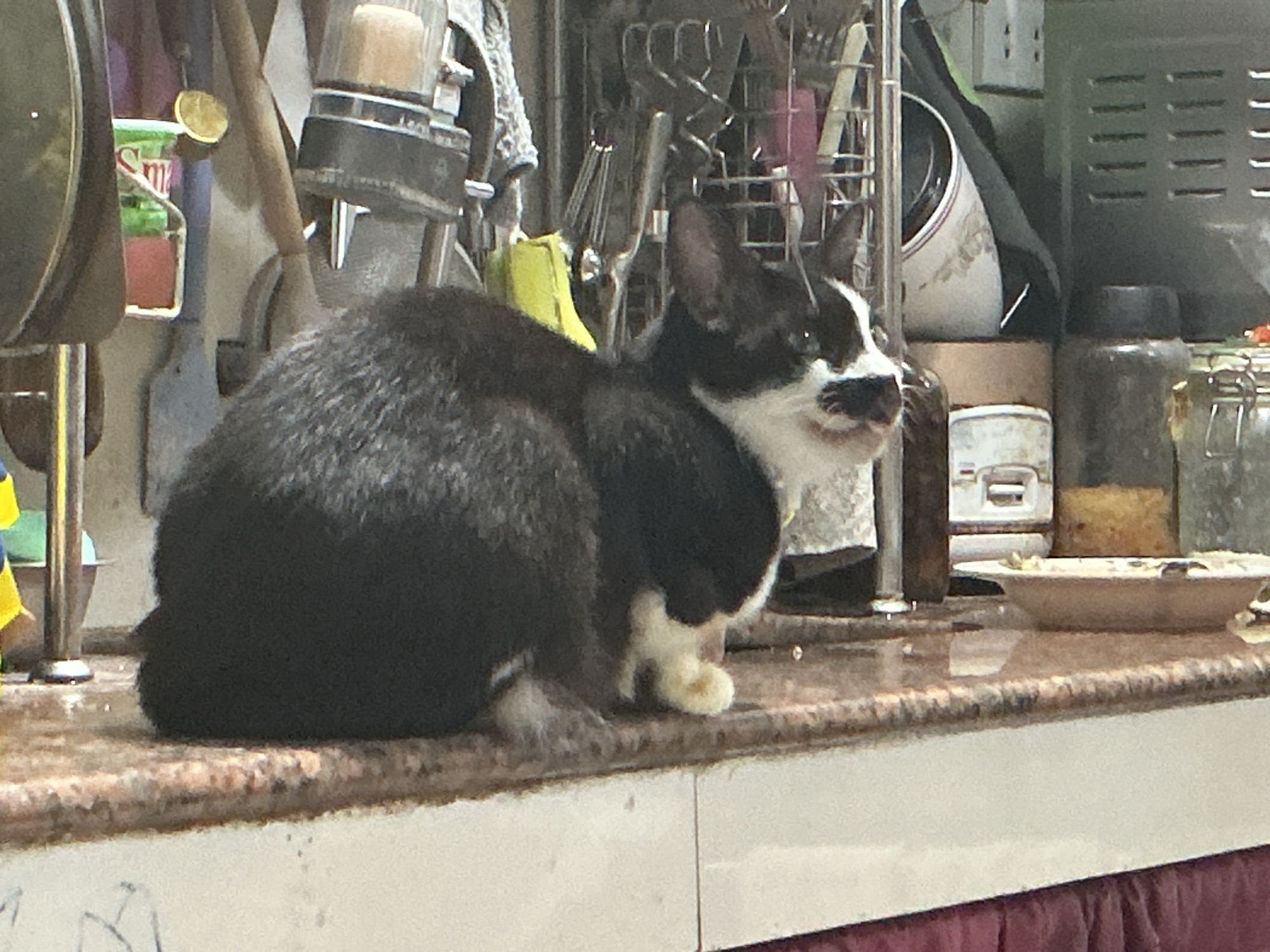 In a kitchen environment, a black and white cat is the central subject. The cat is positioned on a countertop that appears to be made of granite or a similar speckled material. The cat has a predominantly black coat with white markings on its face, chest, and paws. Its mouth is slightly open, revealing its tongue.
The background suggests a cluttered kitchen setting. Various kitchen utensils, such as whisks and spatulas, are visible in a rack. There are also containers and jars, one of which appears to be a glass jar with a metal lid. A toaster or small appliance is also present, along with what looks like an electrical outlet. A plate with food remnants sits on the countertop to the right of the cat. The overall lighting suggests an indoor setting, possibly illuminated by artificial light.
This scene is located in Davao City, Philippines.