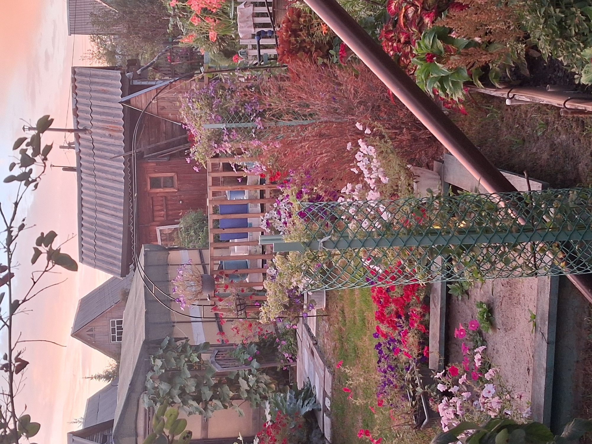 The image depicts a garden scene in Krivodanovka, Russia, during what appears to be sunset. Several wooden structures, possibly sheds or small houses with corrugated metal roofs, are visible in the background. The foreground is filled with a variety of flowering plants in various stages of bloom, including red, pink, and purple petunias, as well as other foliage. A green metal fence encloses a small plant in the center of the frame. A wooden deck or raised garden bed is present in the lower portion of the image, with stone pavers leading to it. The overall impression is one of a well-tended, private garden. There are no people visible in the image.